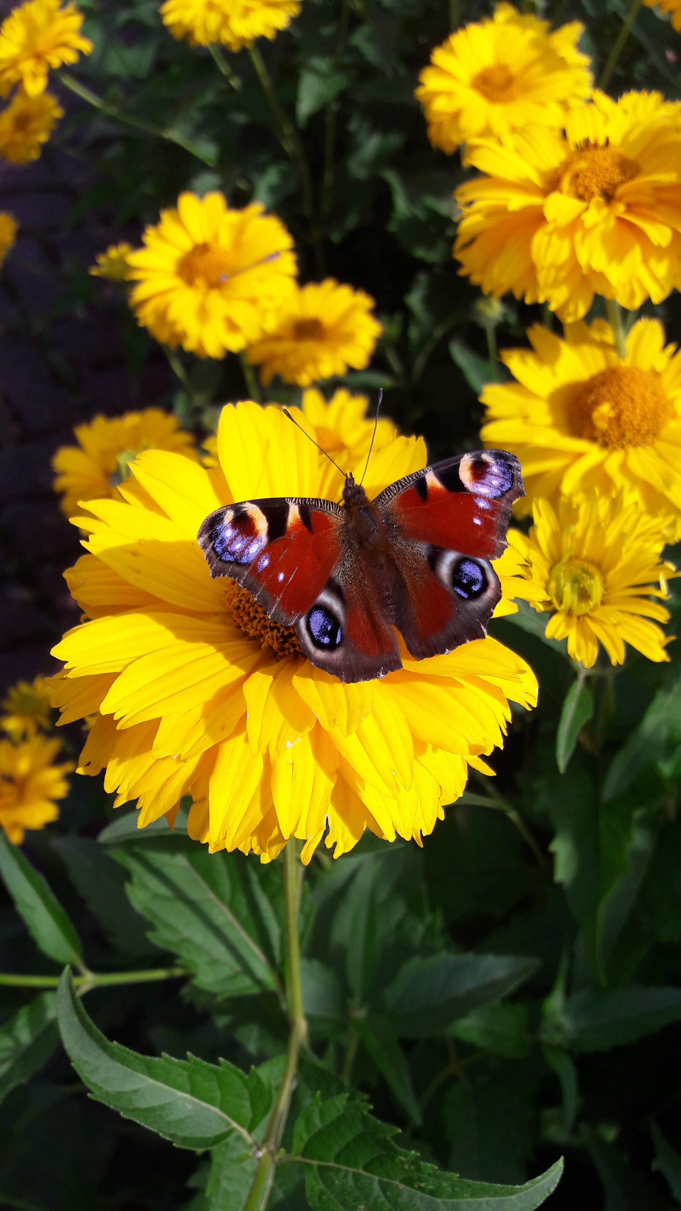 may, spring, 4K, petals, garden, bees, summer, close-up, bloom, nature, pollination, collects nectar, flower, flying insect, greens, animal themes, plant, Phone HD Wallpaper