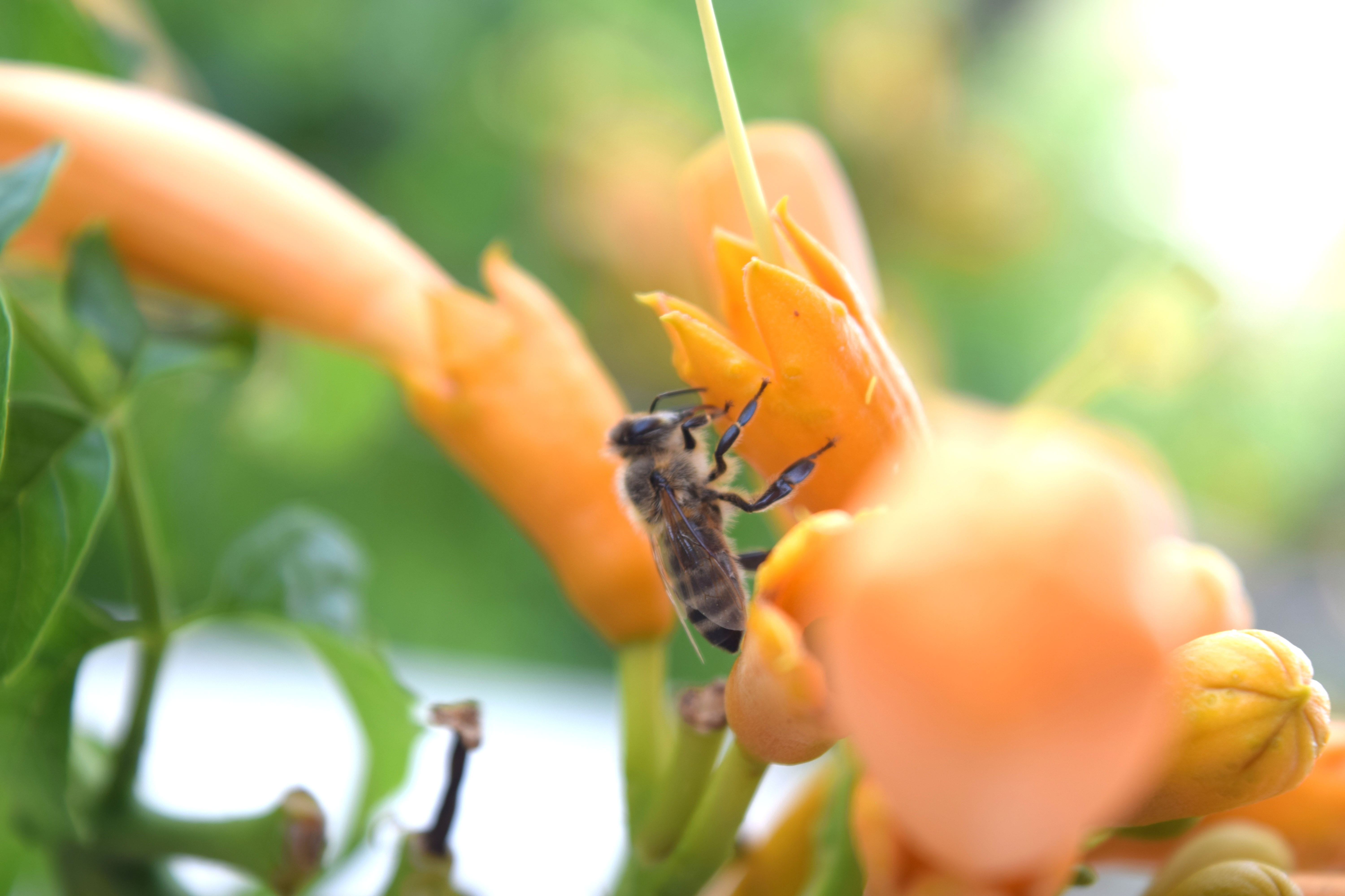 blossom, vulnerability, Nature, may, fragility, 5K, plant, april, close-up, animal, beauty in nature, animal themes, natural, Bee, animal wildlife, no people, HD Wallpaper