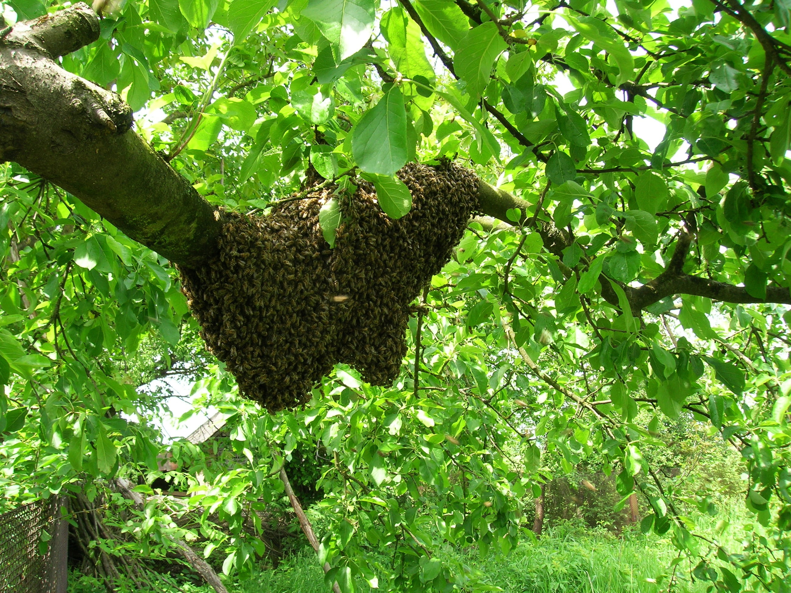 bees, trunk, animals in the wild, no people, apiary, swarm, day, animal themes, 2K, plant, growth, nature, branch, tree, green color, beauty in nature, HD Wallpaper