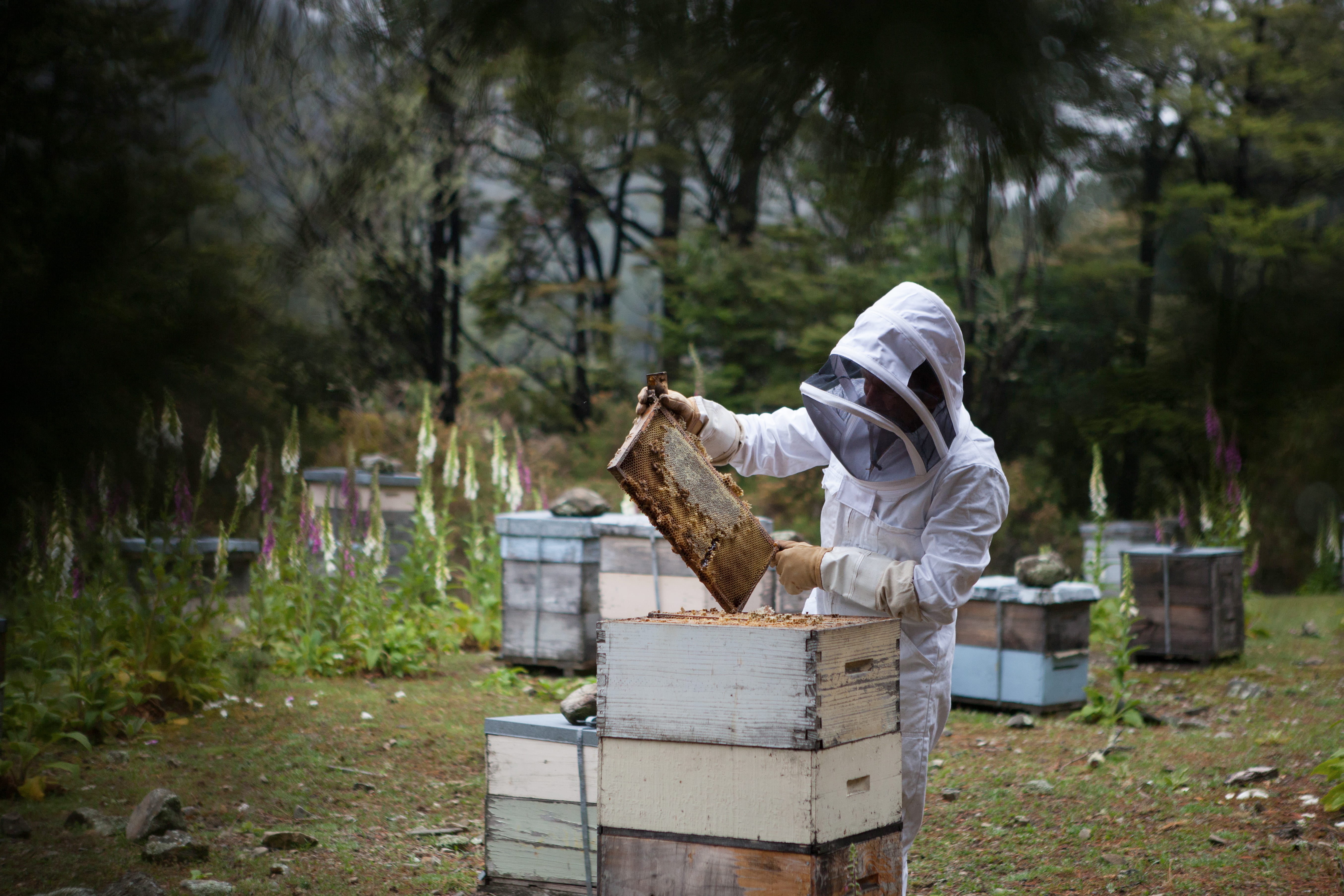 wild, flowers, outdoors, invertebrate, 5K, protective workwear, holding, honeycomb, insect, plant, apiary, animals in the wild, wilderness, person, pollution, HD Wallpaper