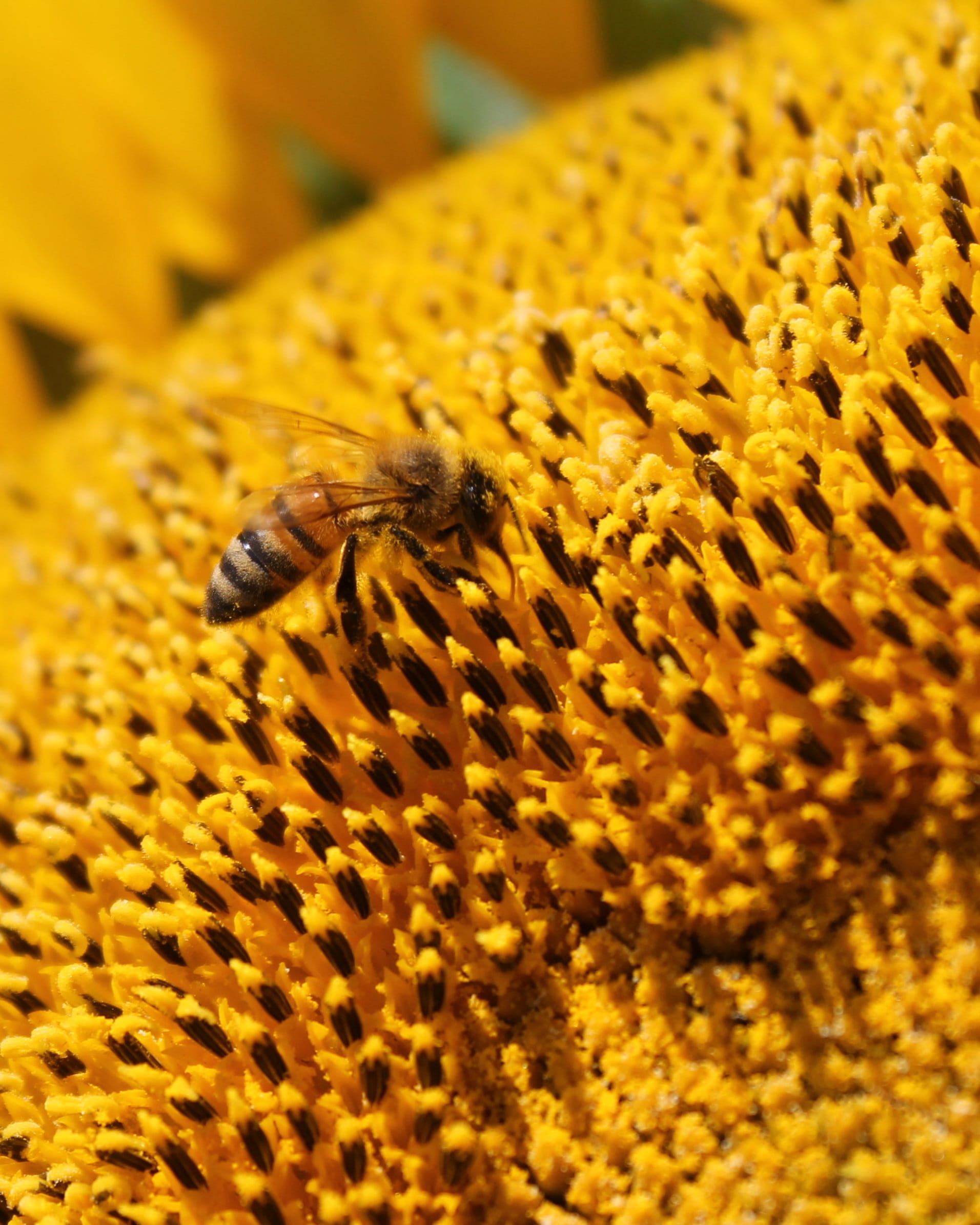 textile, no people, honey bee, beekeeping, one animal, animal themes, honey, sunflower, selective focus, yellow, animals in the wild, invertebrate, beauty in nature, Phone HD Wallpaper