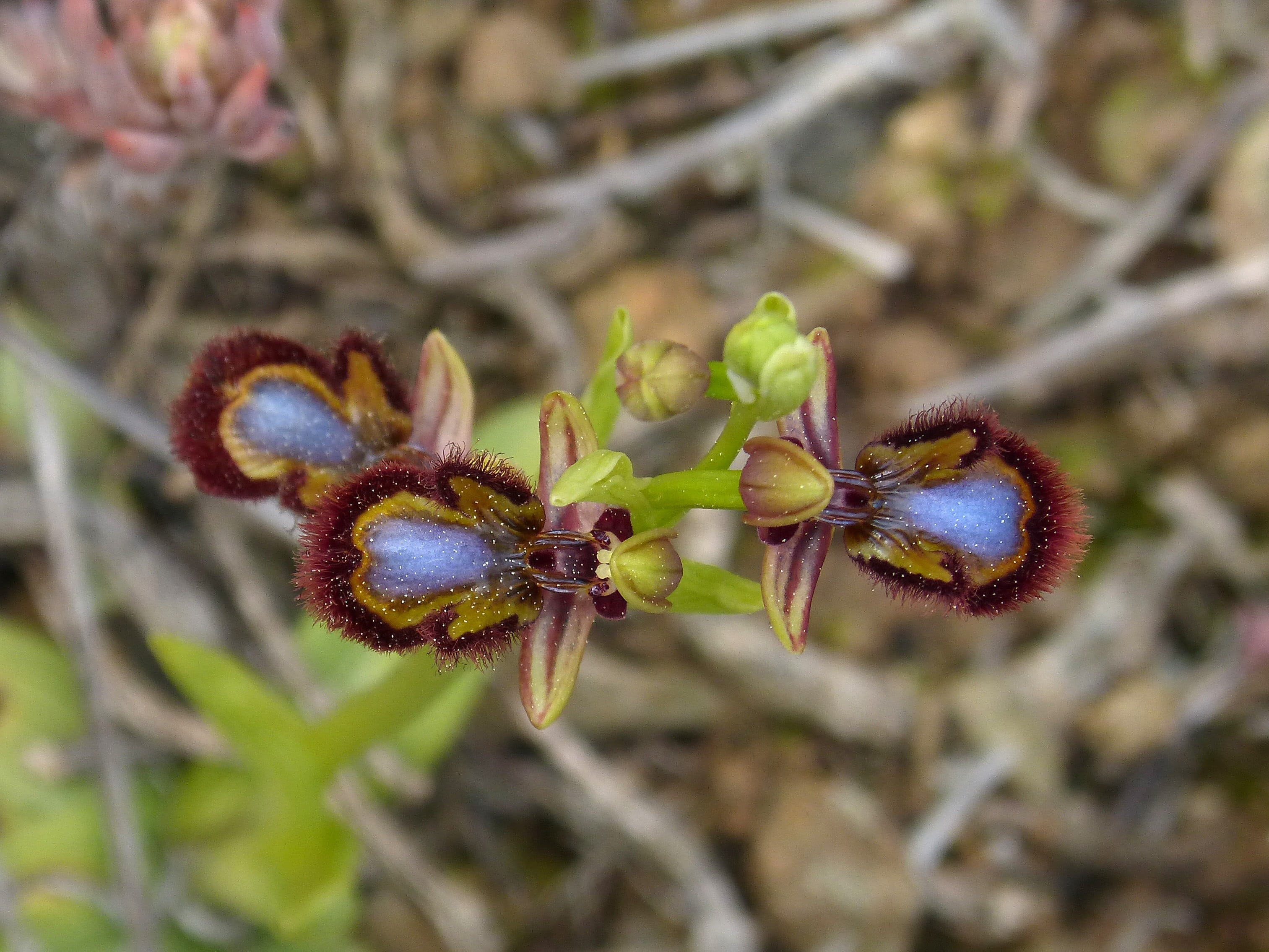 land, day, plant, outdoors, selective focus, orchid, flowering plant, beauty in nature, bud, nature, beginnings, freshness, flower head, Ophrys Speculum, HD Wallpaper