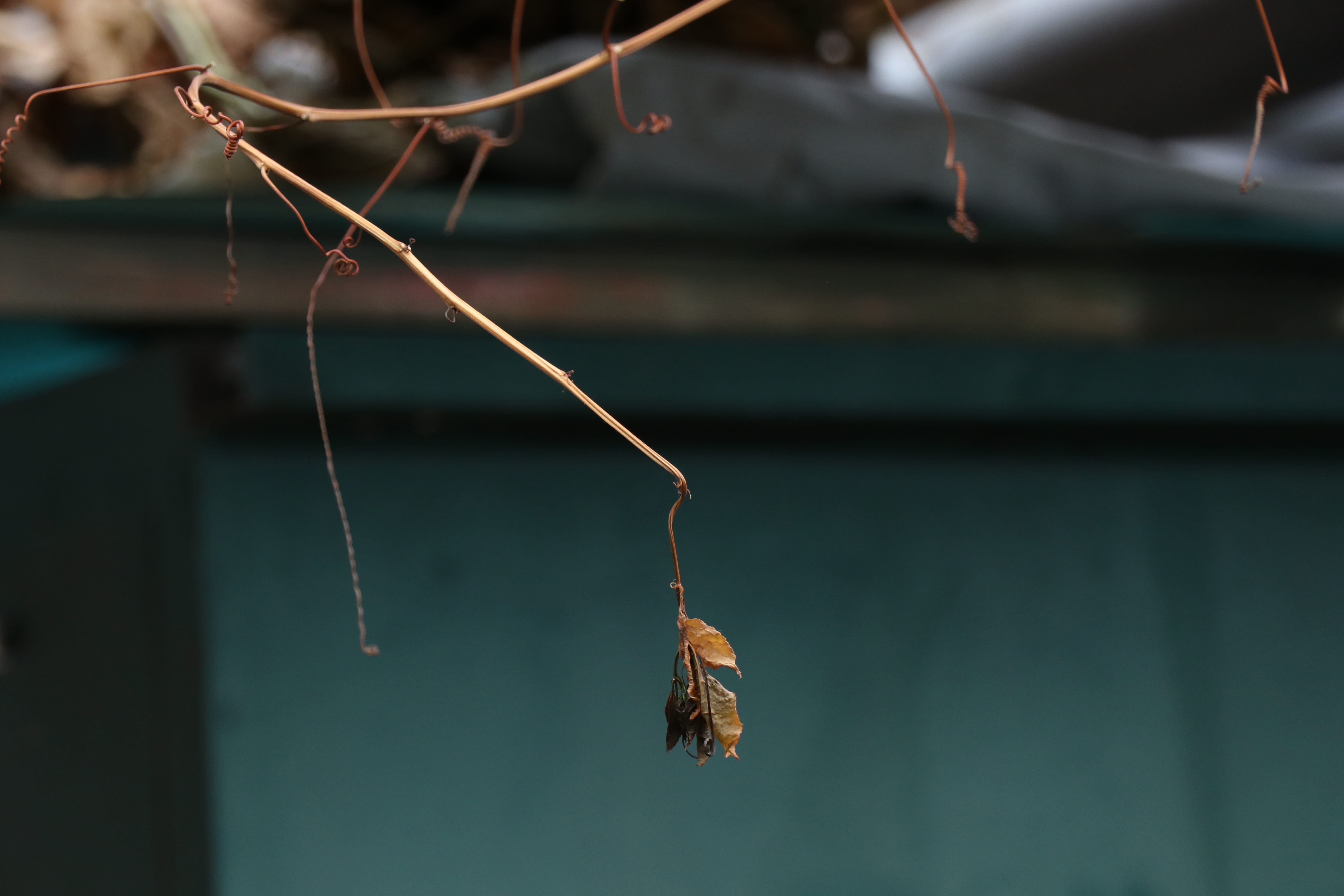 garden spider, plant stem, 5K, nature, brown, no people, water, day, bee, growth, hanging, wasp, dung beetle, insect, close-up, bumblebee, dry, advertisement, HD Wallpaper