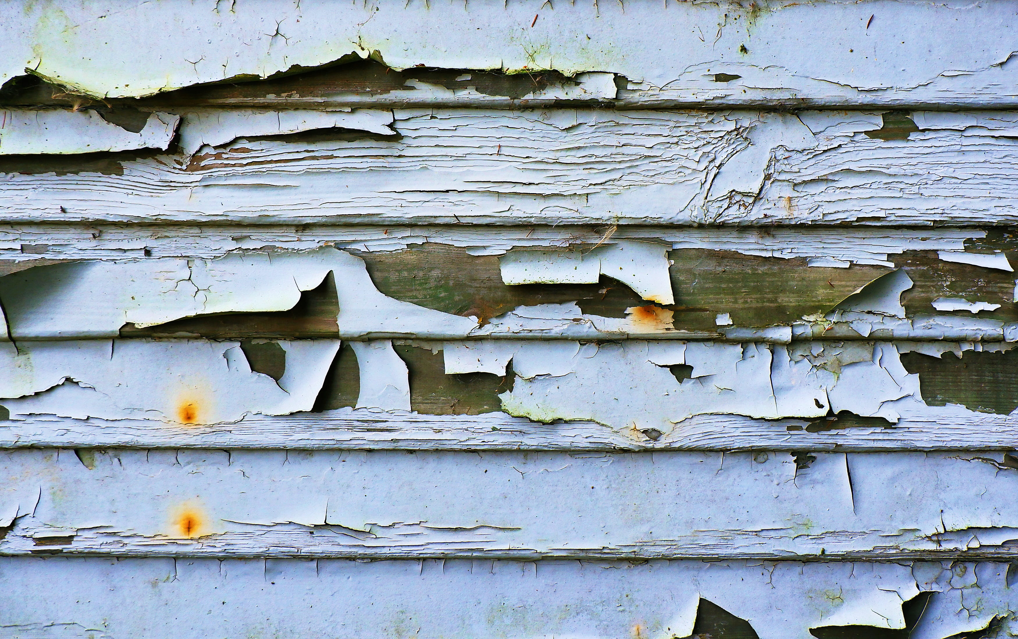 lumber, bird, banister, abandoned, built structure, tree, 2K, wall, painted, architecture, white, full frame, no people, peeling off, weathered, hole, HD Wallpaper