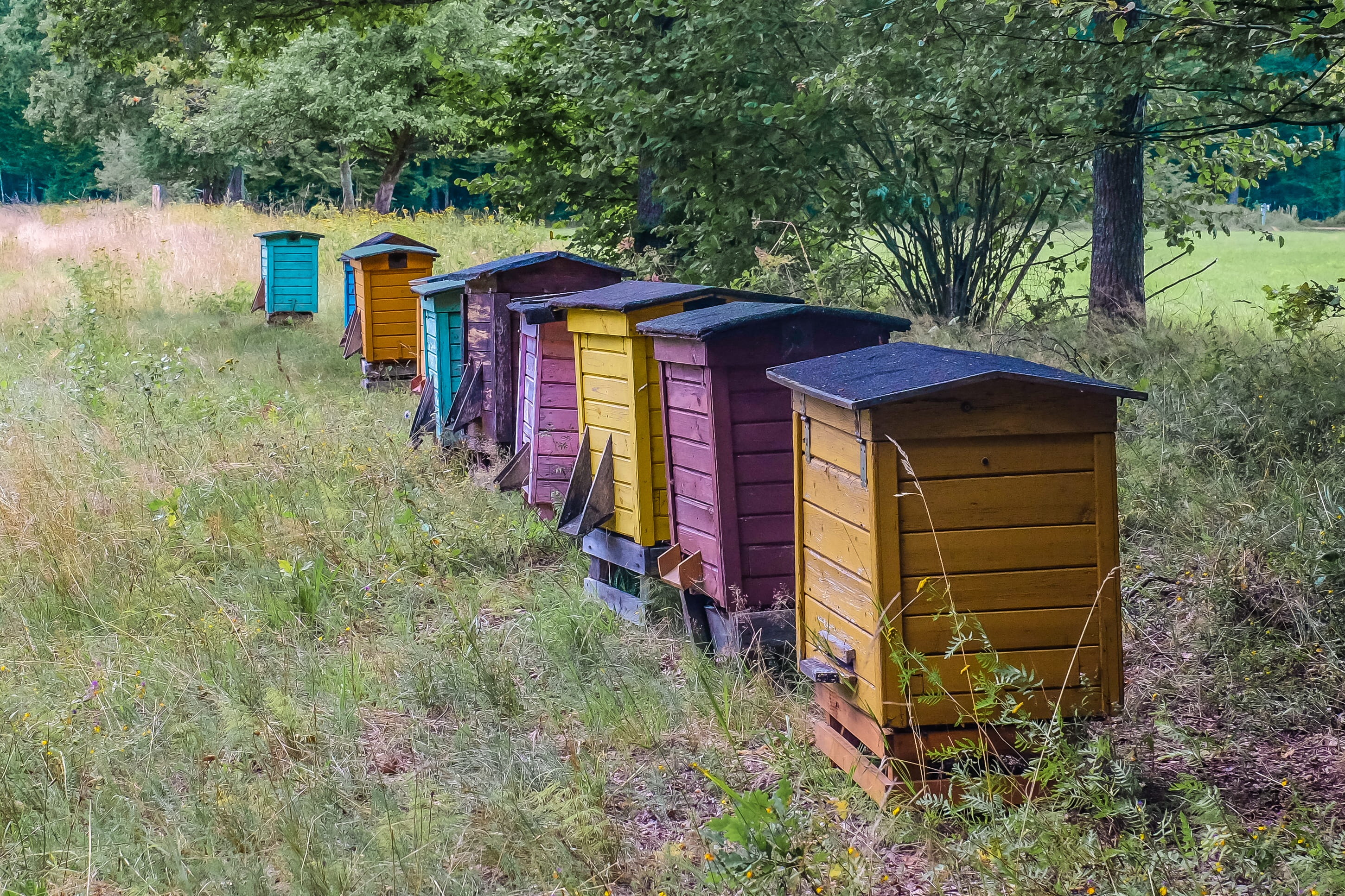 tree, growth, in a row, wood - material, bee, Hive, 2K, architecture, container, grass, meadow, no people, Bees, Beehive, forest, shed, assorted, plant, HD Wallpaper