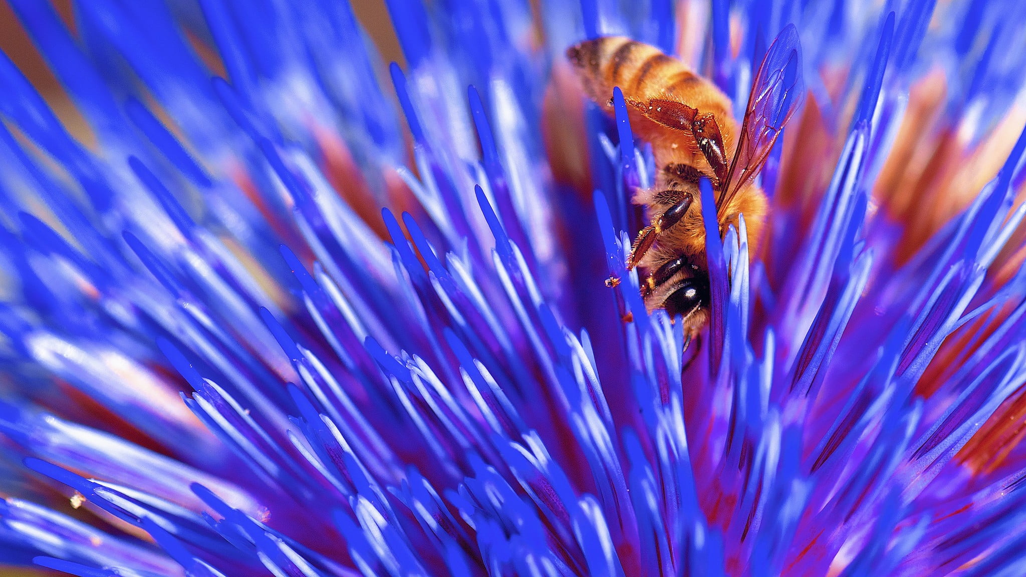 beauty in nature, animal themes, fragility, close-up, animal wildlife, water, bees, flowers, flower, blue, invertebrate, nature, no people, pollination, HD Wallpaper