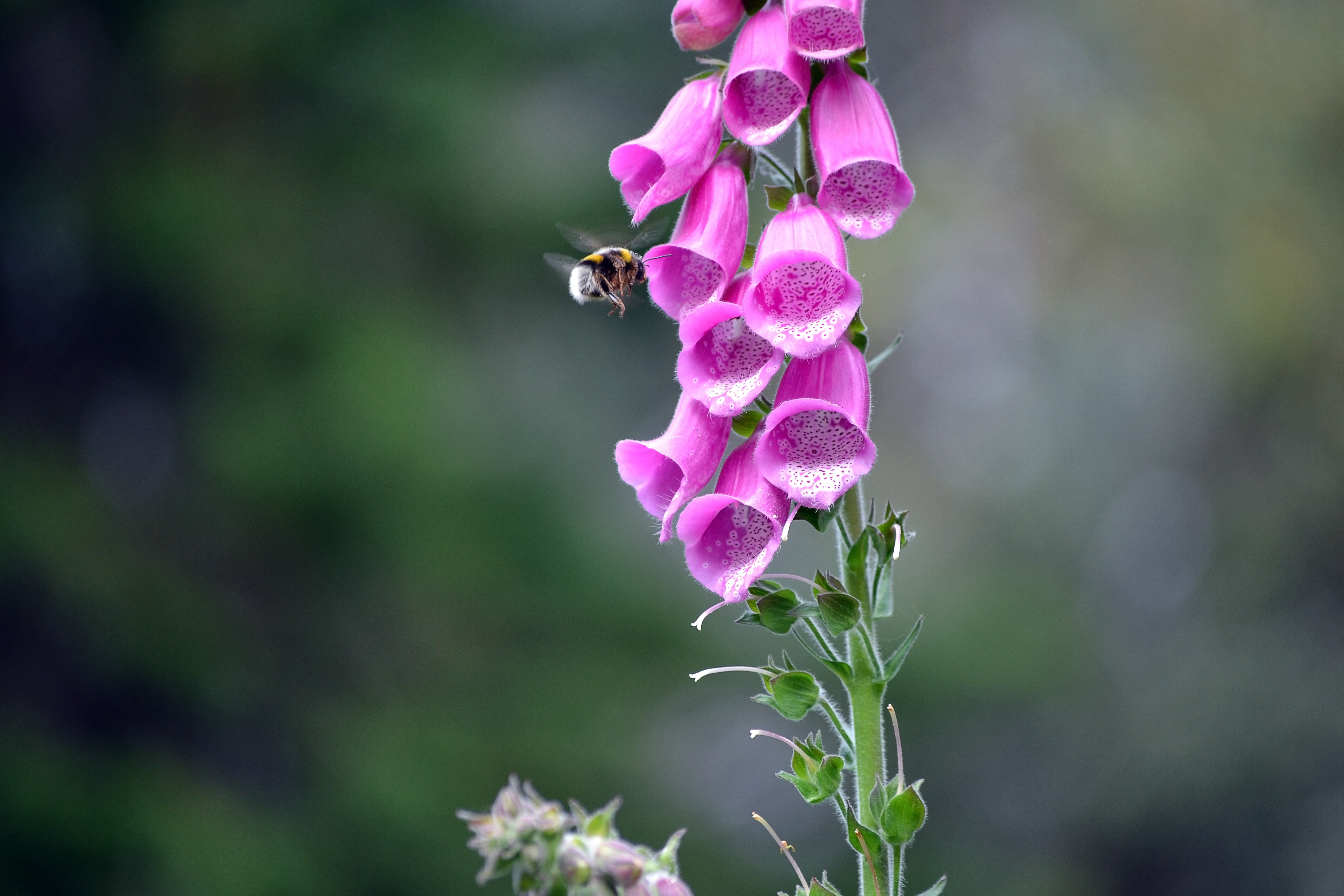 close-up, petal, vulnerability, flower, purple, plants, bell, growth, flowering plant, animal wildlife, animal, pink flowers, one animal, beauty in nature, HD Wallpaper