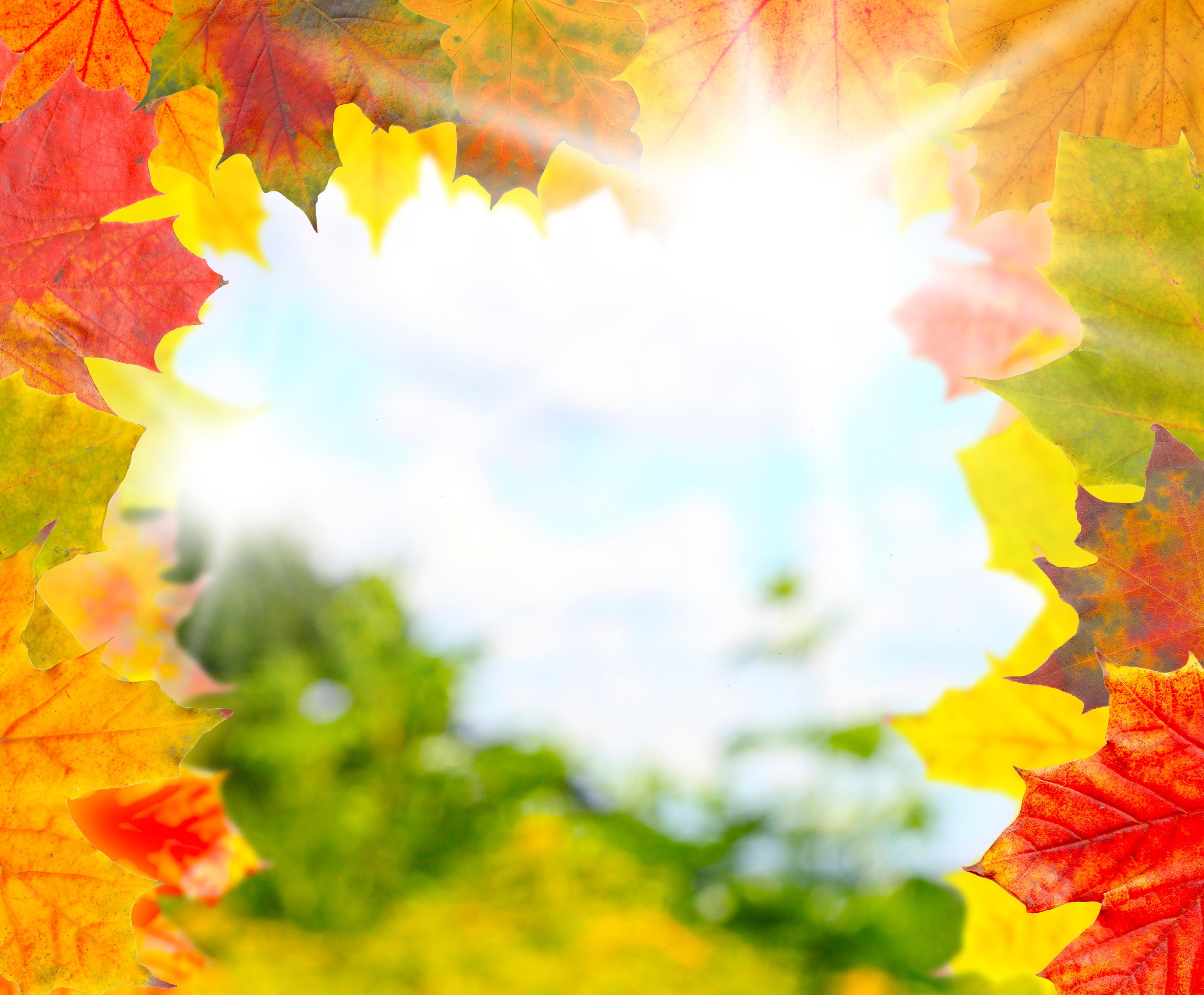 colorful, autumn, shiny, day, sunshine, fall, nature, leaves, fall-leaves, 2K, HD Wallpaper