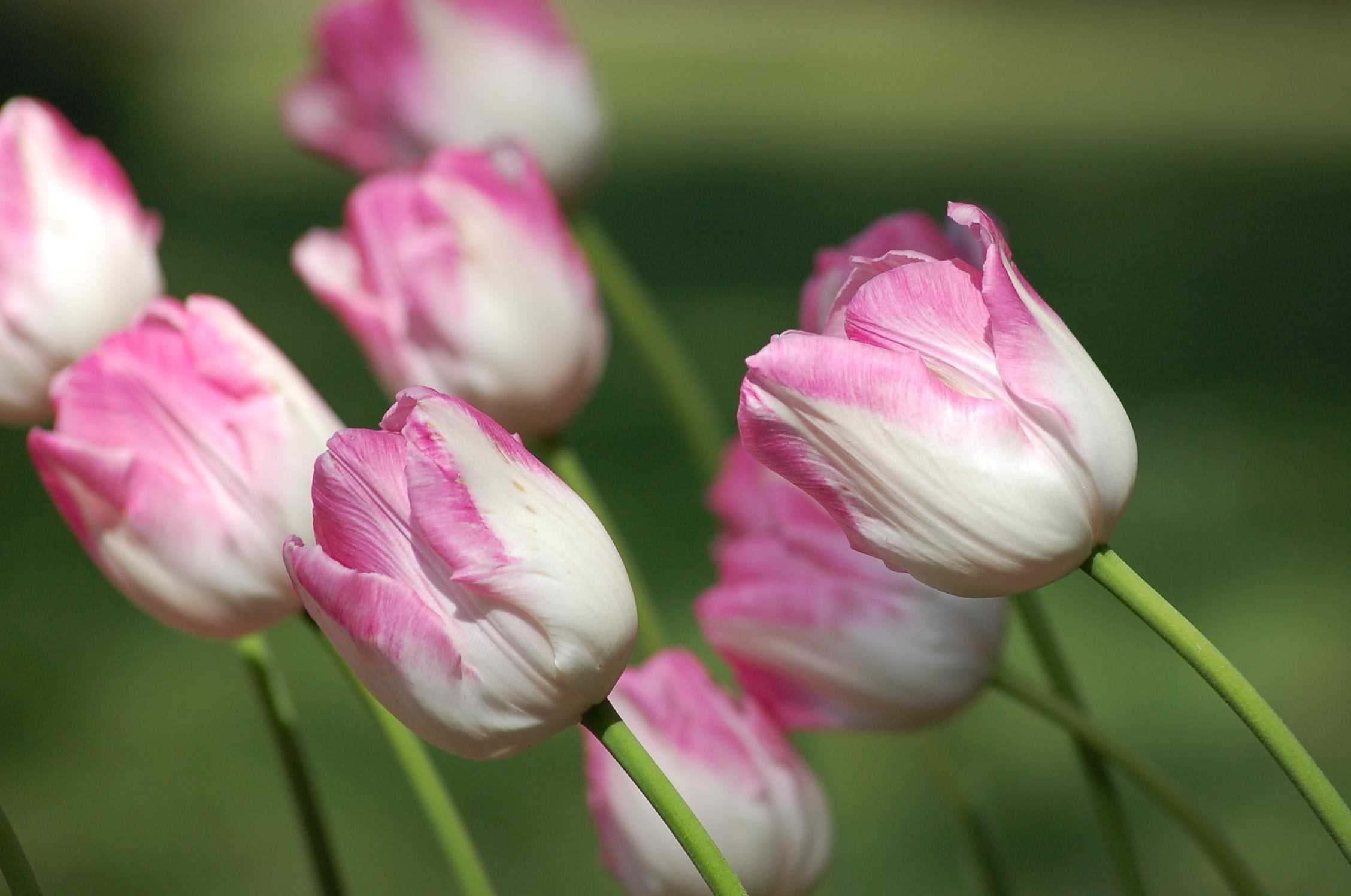 flower, white, pink, 1080P, tulips, spring, 3d and abstract, flowers, HD Wallpaper