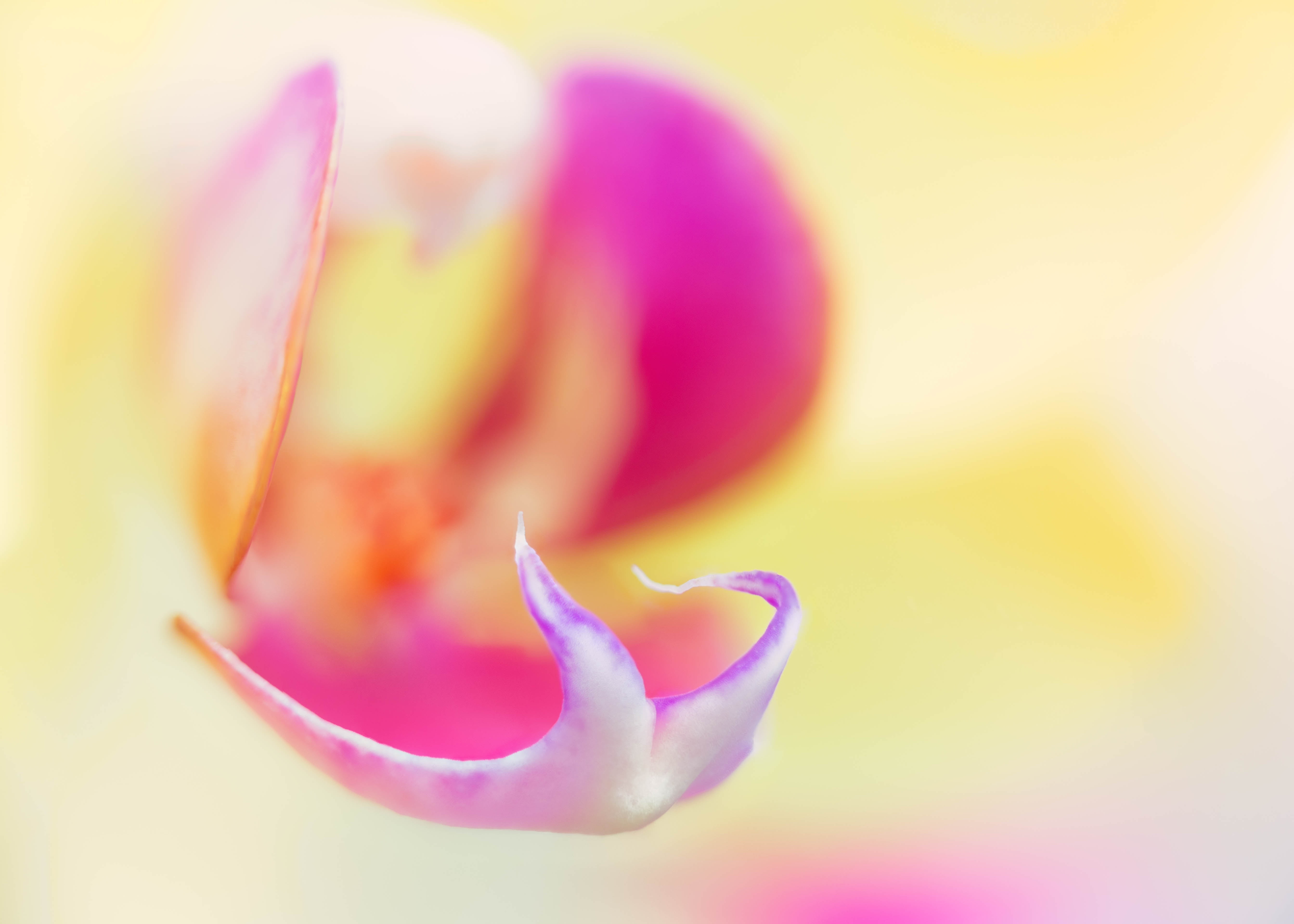 closeup, Denver Botanic Gardens, yellow, buds, moth, Core, orchids, macro photography, pink, Orchid flower, Colorado, white, orchid, 5K, macro, abstract, HD Wallpaper