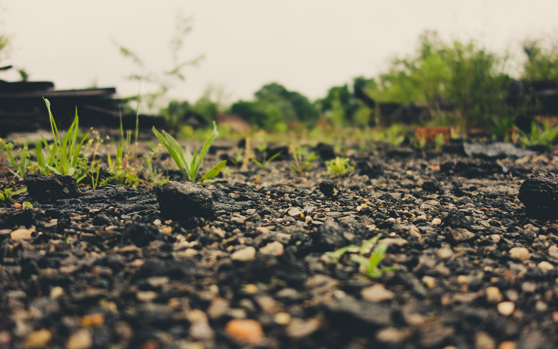 1080P, warm, nature, ground, hd, macro, HD Wallpaper