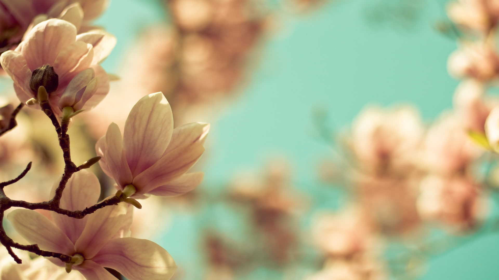 1080P, hd, flowers, nature, macro, blur, blossom, cherry, HD Wallpaper
