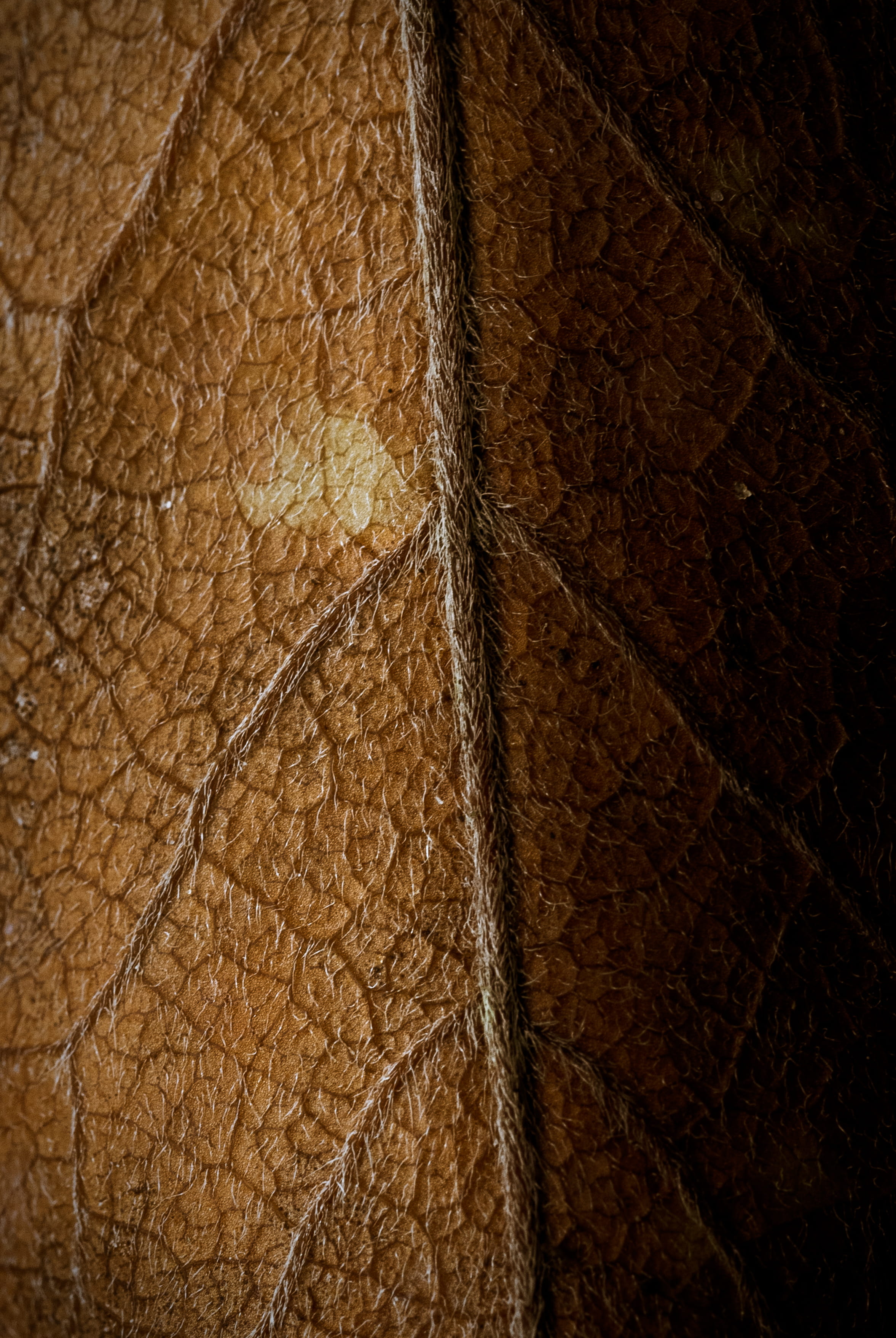 backgrounds, princeton, textured effect, full frame, one animal, no people, animal, animal scale, hardwood, extreme close-up, outdoors, brown, leather, Phone HD Wallpaper