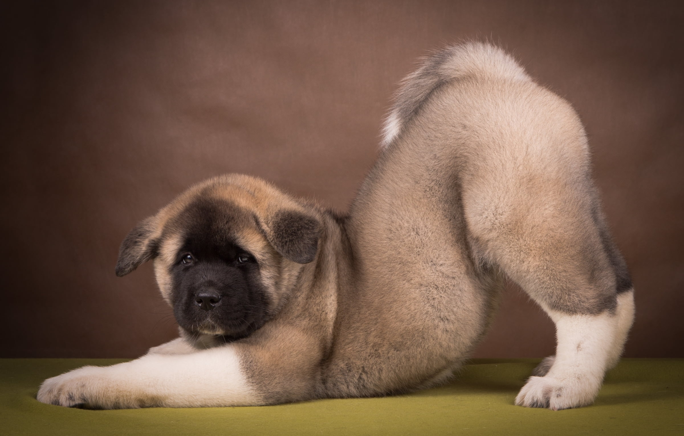 puppy, purebred Dog, one Animal, mammal, friendship, akita, lying Down, side view, indoors, small, 1080P, pug, canine, studio shot, animal, domestic Animals, HD Wallpaper