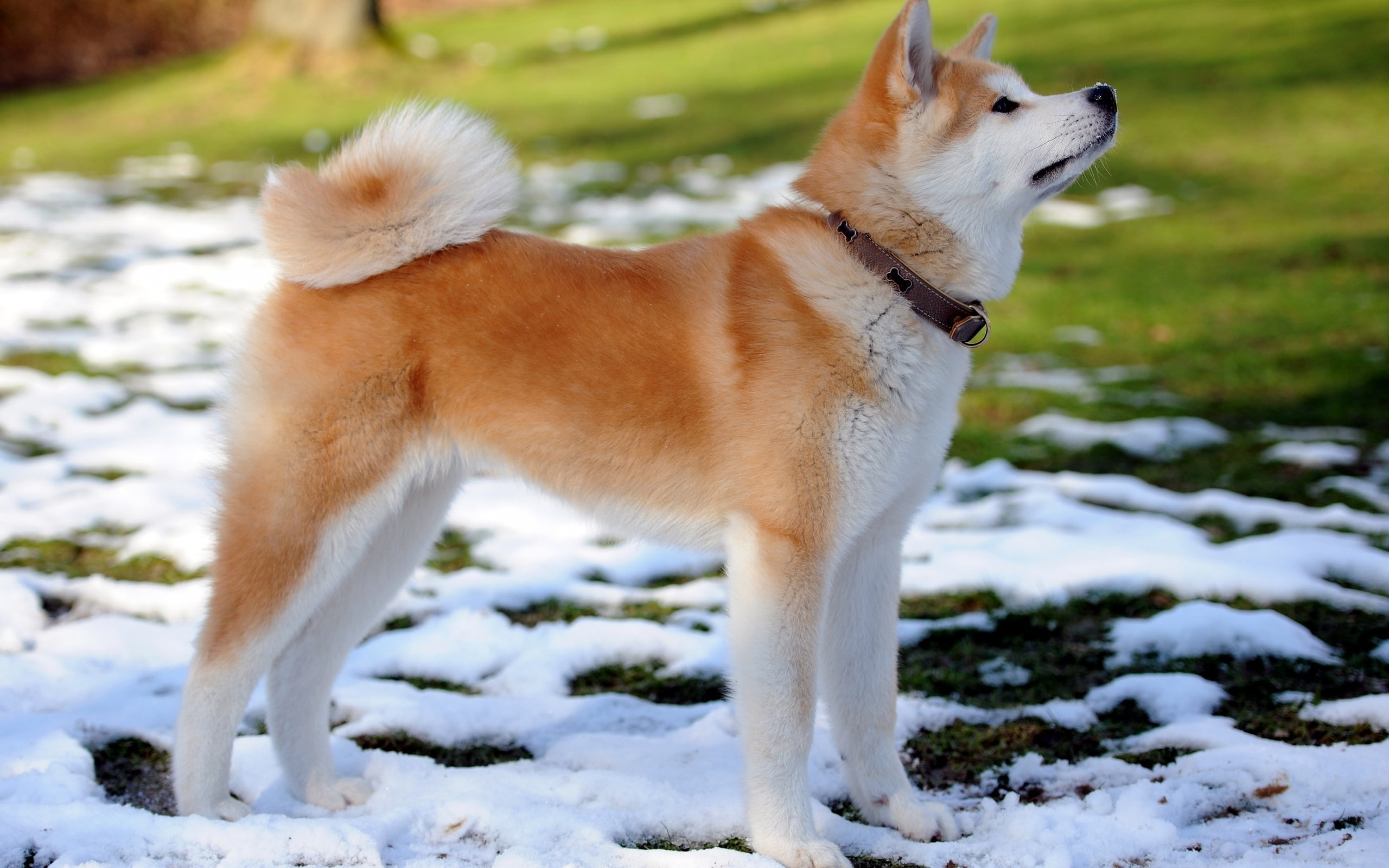 dog, 2K, inu, akita, HD Wallpaper