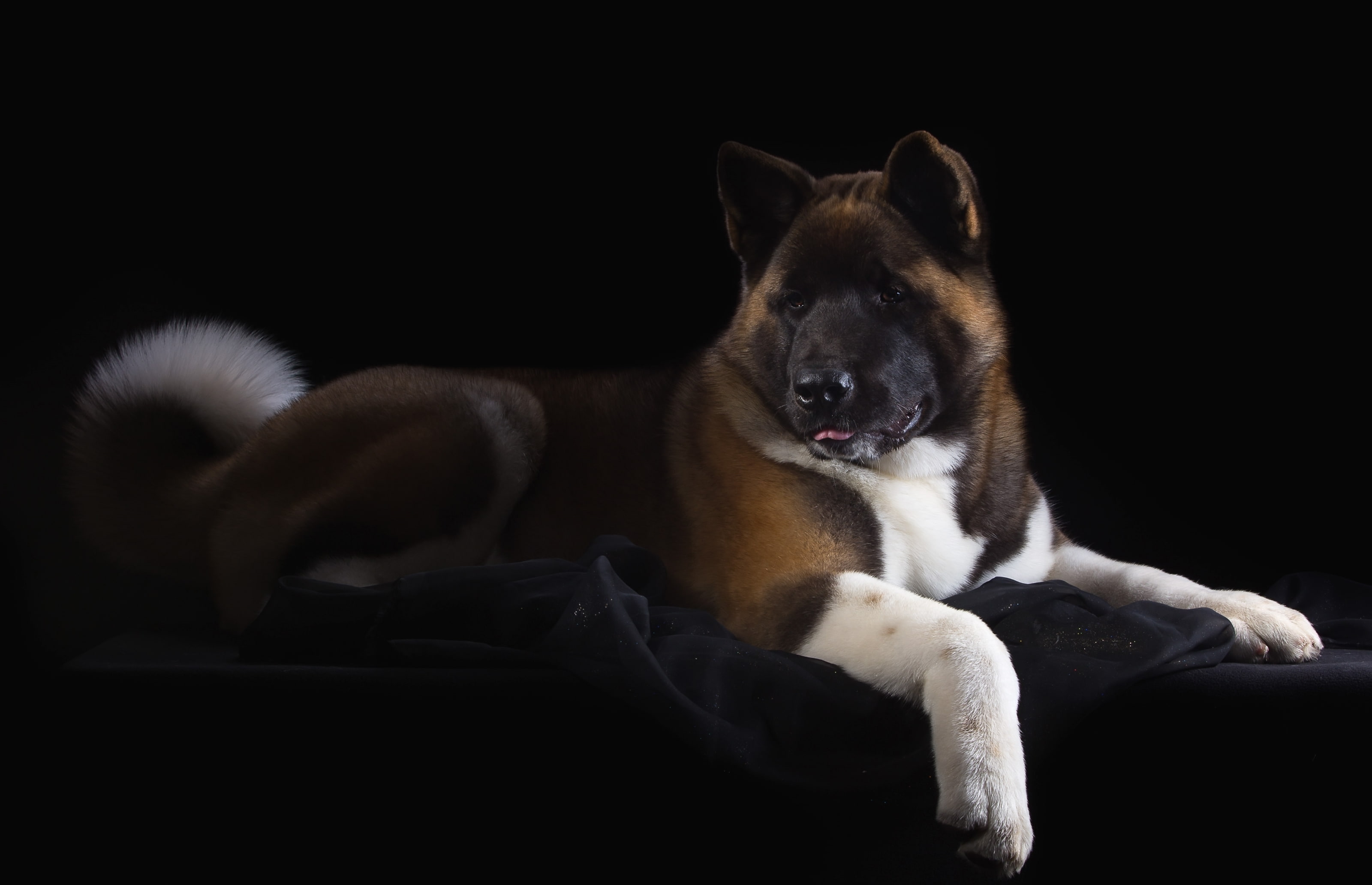 handsome, dog, American Akita, 2K, HD Wallpaper