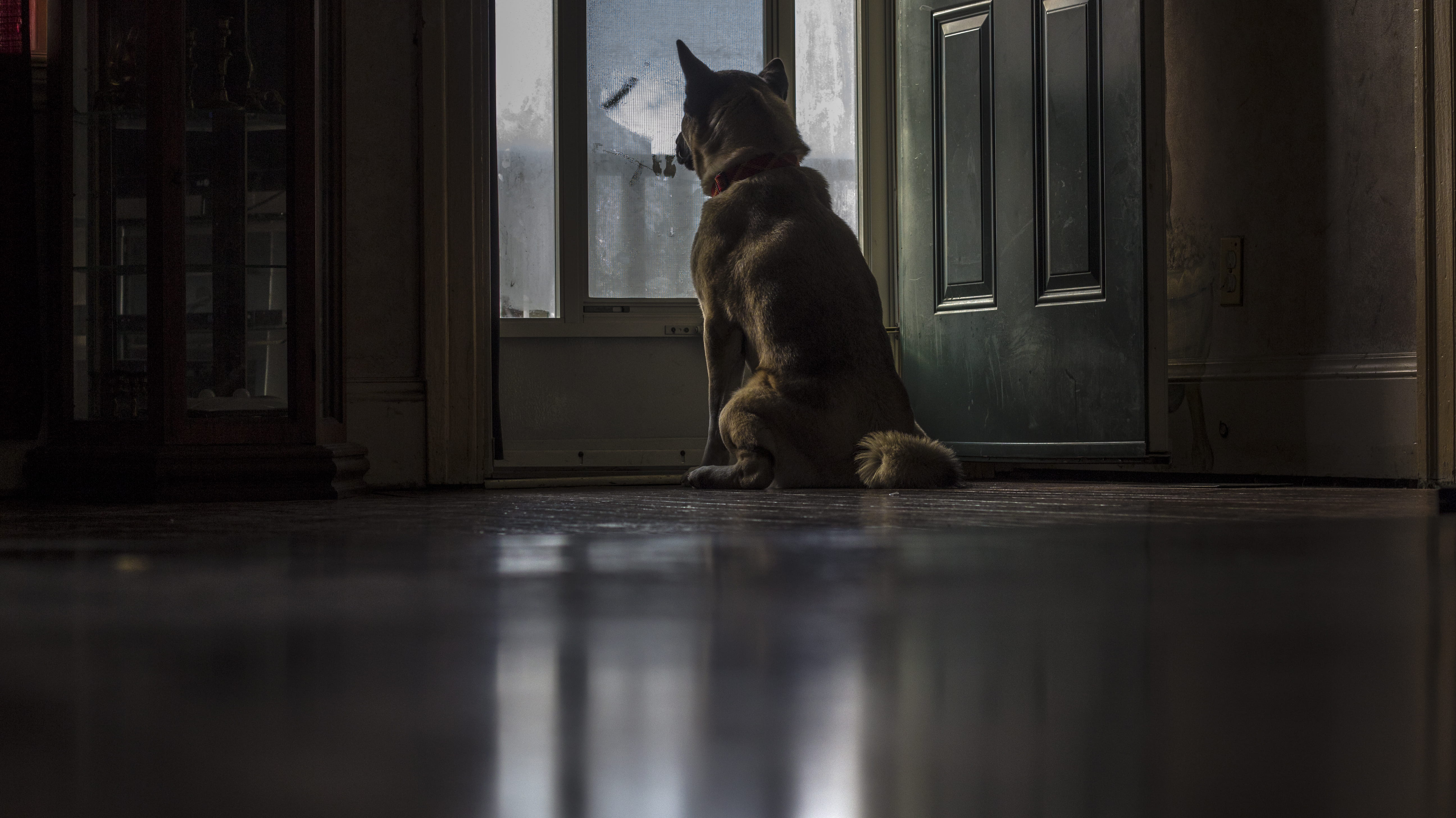 door, dog, mammal, entrance, k9, sitting, canine, cat, vertebrate, no people, domestic cat, animal themes, waiting, windsor, pets, 5K, one animal, animal, HD Wallpaper