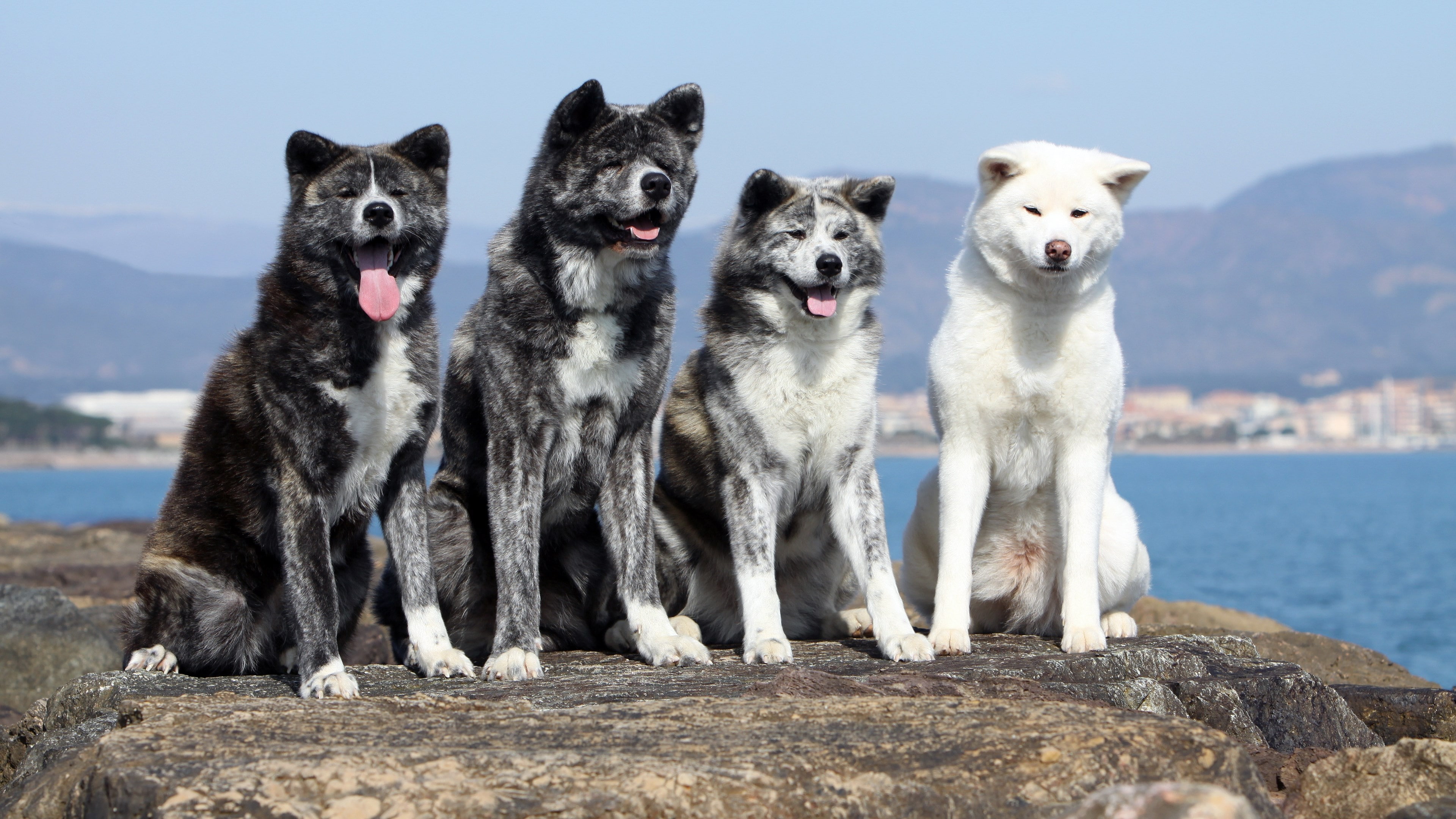 mammal, animal themes, sitting, dog, sea, sky, animal, no people, domestic, day, mouth open, 4K, two animals, canine, pets, vertebrate, portrait, akitas dogs picture, HD Wallpaper
