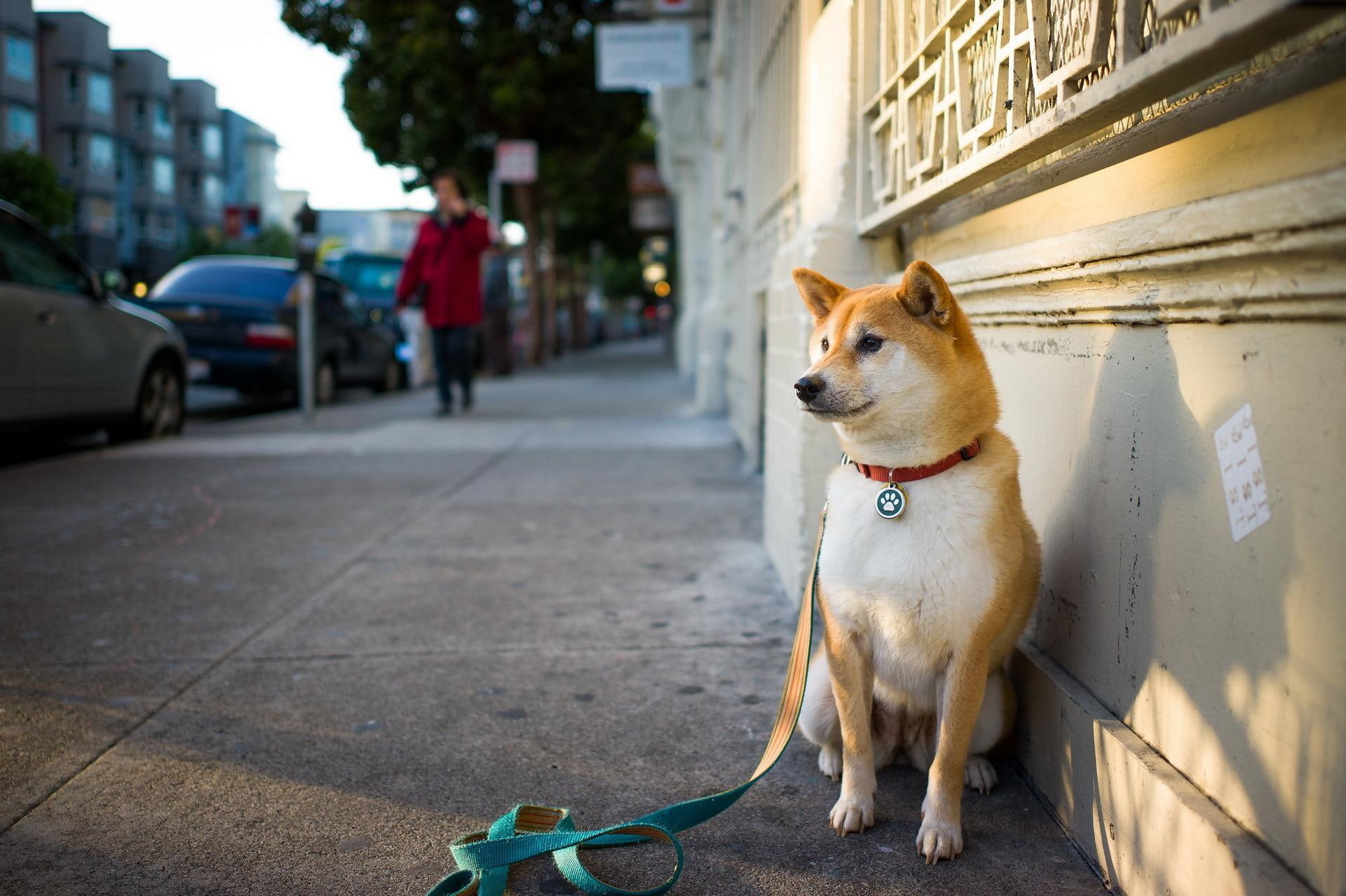 animal, dog, animals, ginger, dogs, akita, 1080P, HD Wallpaper