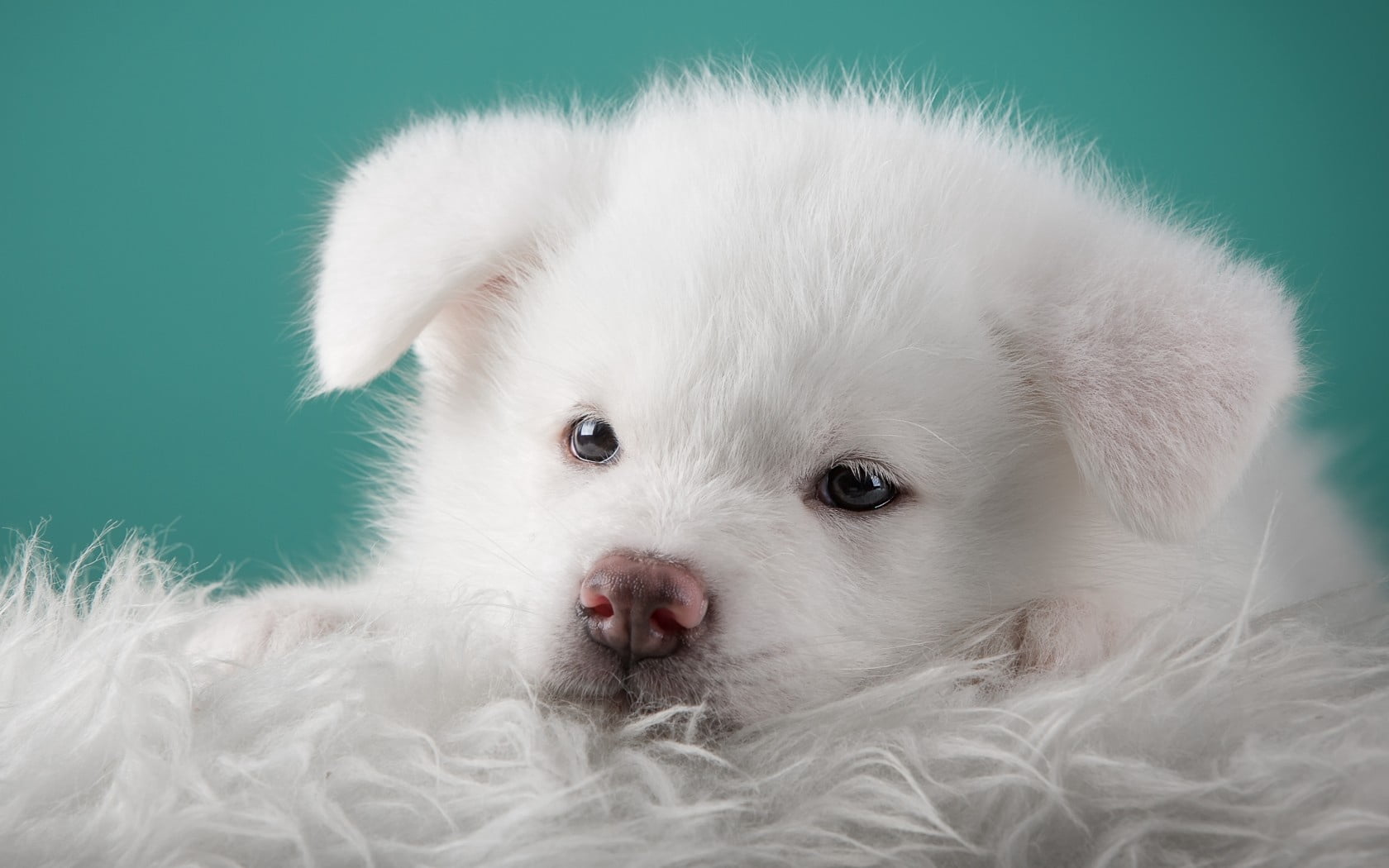 puppy, colored background, 720P, no people, softness, short, fluffy, domestic, animal themes, canine, studio Shot, animals And Pets, fun, indoors, close-up, HD Wallpaper