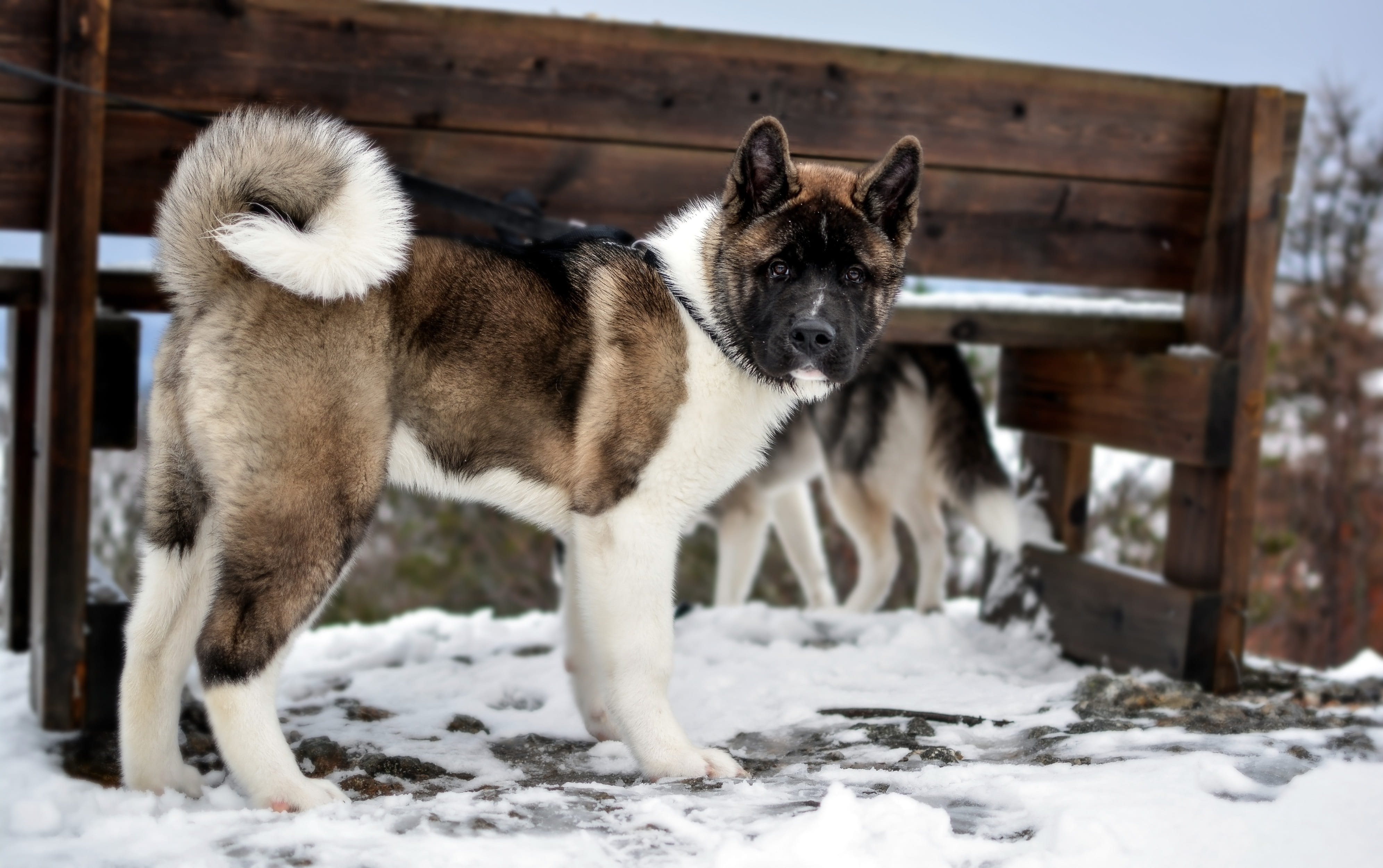 animal themes, white color, focus on foreground, travel, portrait, domestic animals, canine, akita, no people, breed, small, 4K, mammal, nature, pet, snow, HD Wallpaper