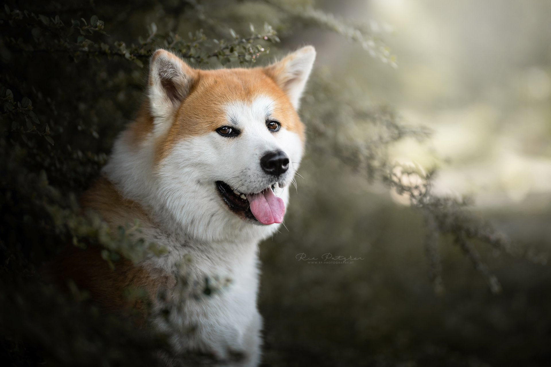 Akita, 1080P, Dogs, HD Wallpaper
