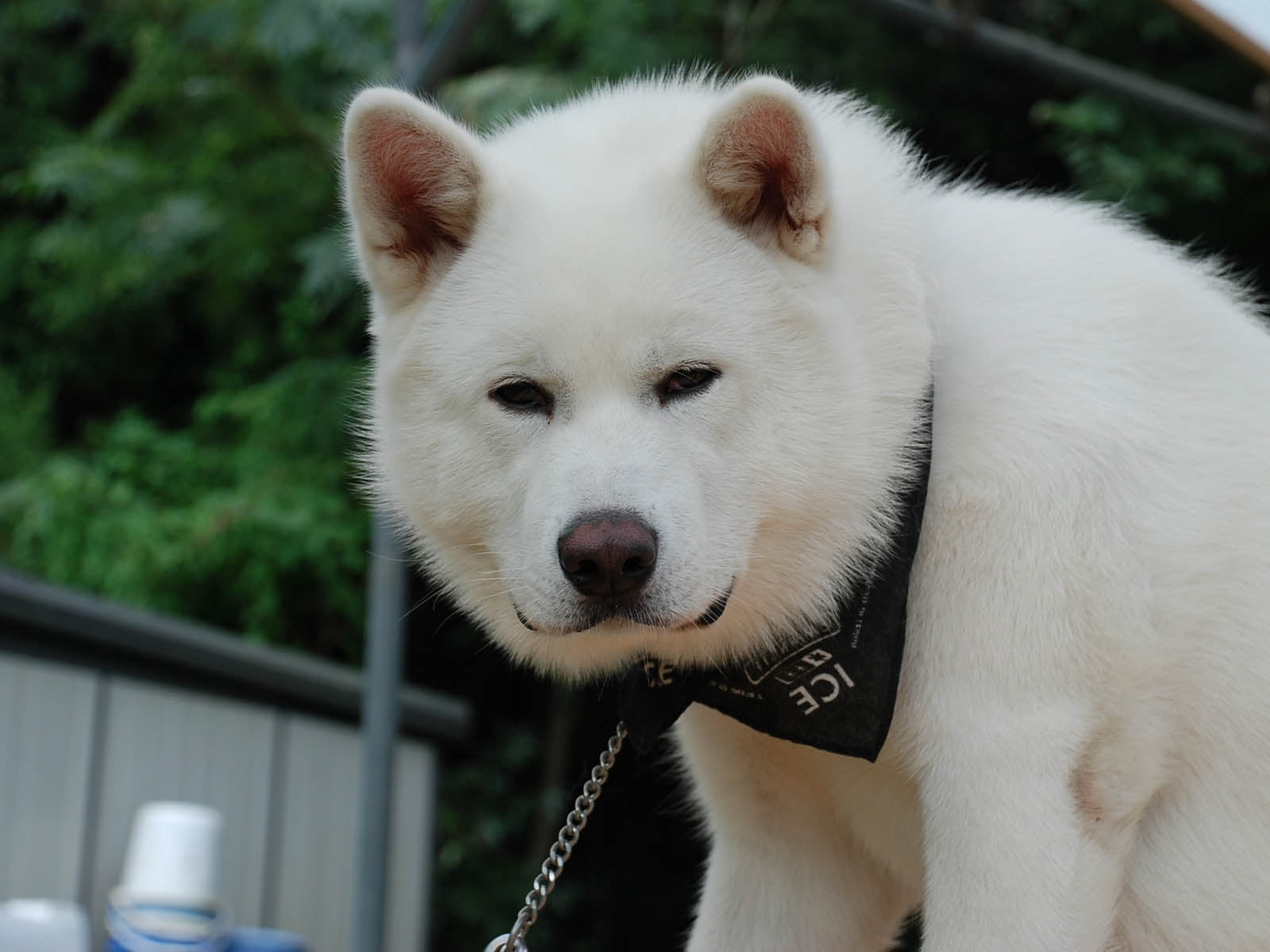no people, animal Eye, animal Head, white, cute, focus on foreground, close-up, jindo, nature, young Animal, animal themes, looking, canine, sled Dog, one Animal, HD Wallpaper