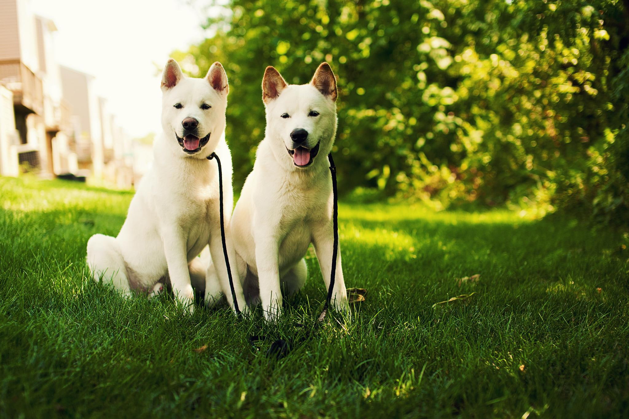 animals, 1080P, loyal, grass, dogs, animal, akita, HD Wallpaper