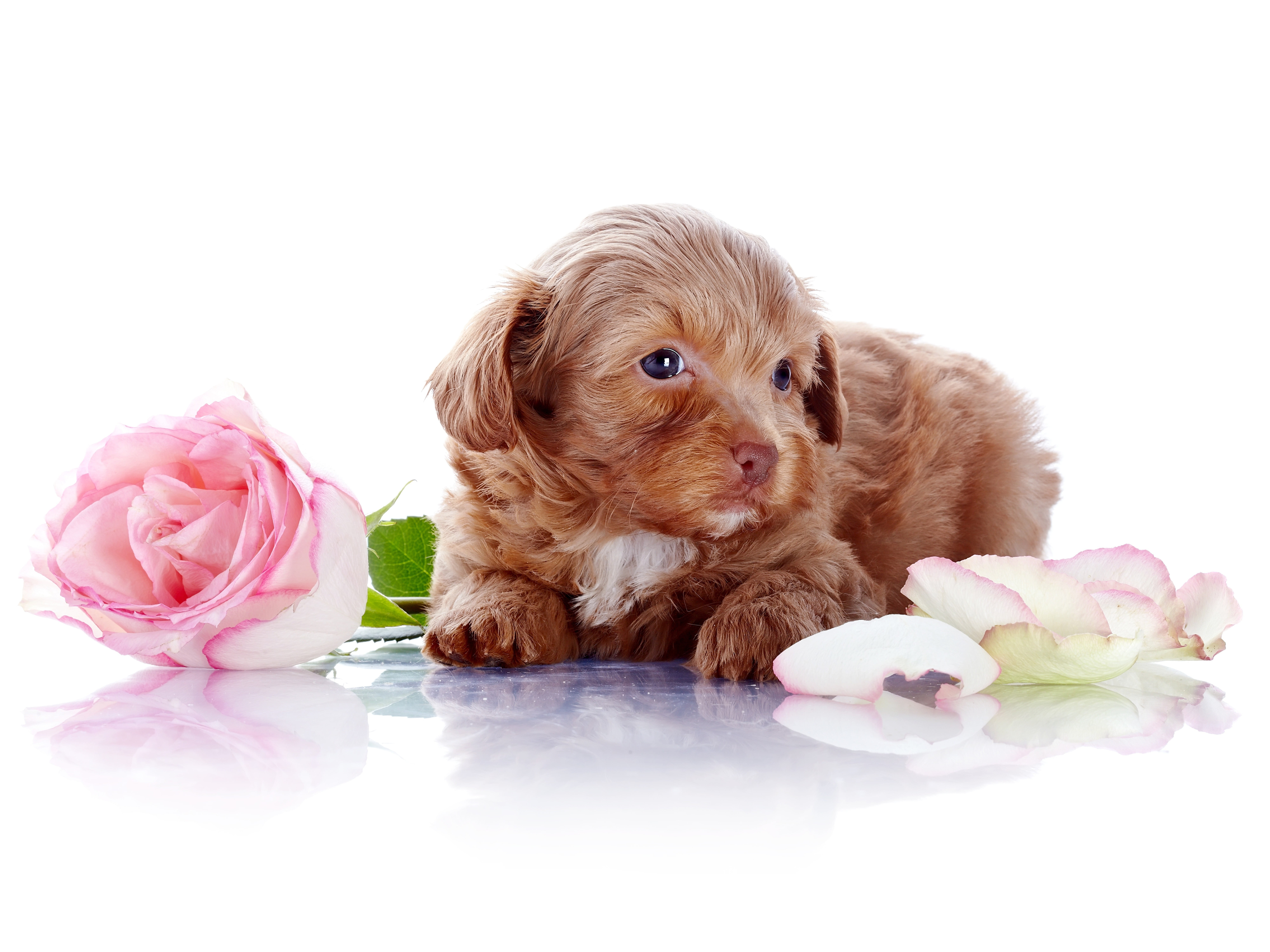 animal themes, close-up, backgrounds, canine, purebred Dog, long, 8K, pink Color, plant, dog, white, vertebrate, indoors, no people, sitting, photoshoot, HD Wallpaper