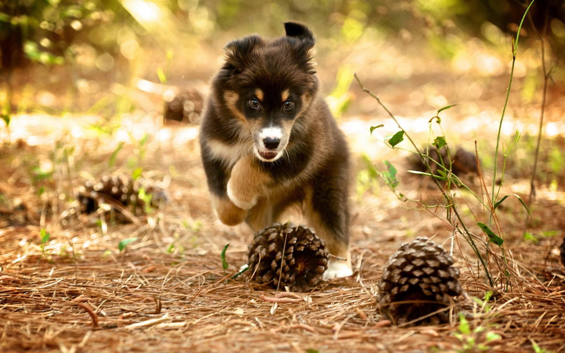 cute, bubbles, puppy, playful, puppies, sweet, dog, lovely, face, animals, playful dog, beautiful, dogs, 1080P, HD Wallpaper