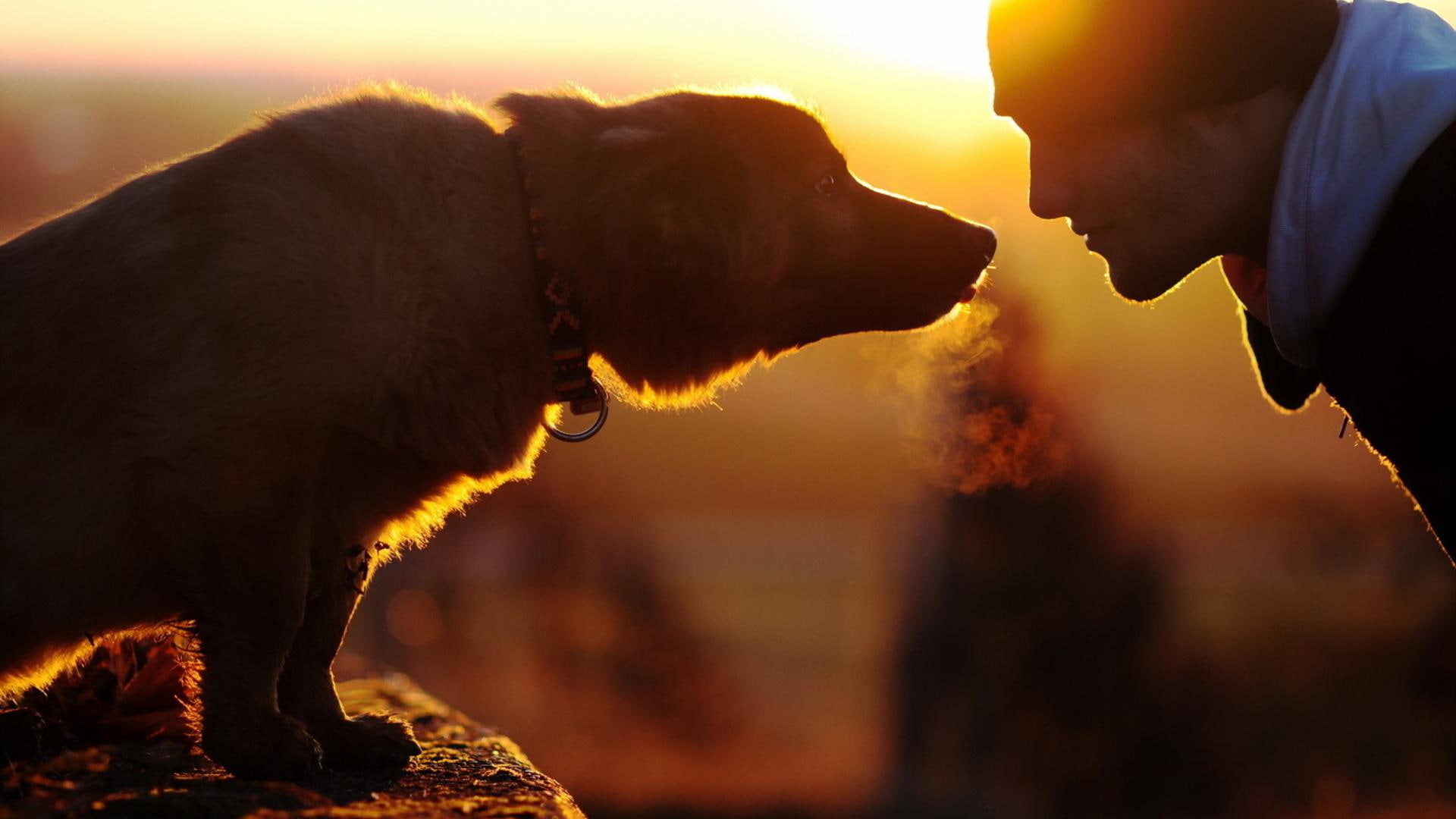 man, cute, puppy, bubbles, playful dog, dog, 1080P, face, animals, dogs, lovely, sweet, puppies, beautiful, playful, HD Wallpaper
