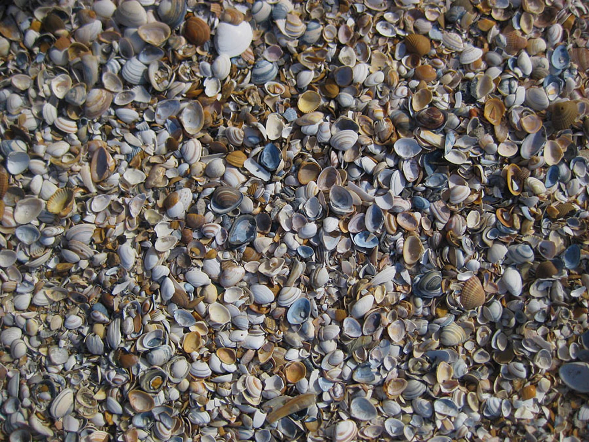 large group of objects, no people, pattern, rock - Object, high angle view, day, sea, detail, shell, close-up, full frame, many, stone - Object, nature, HD Wallpaper