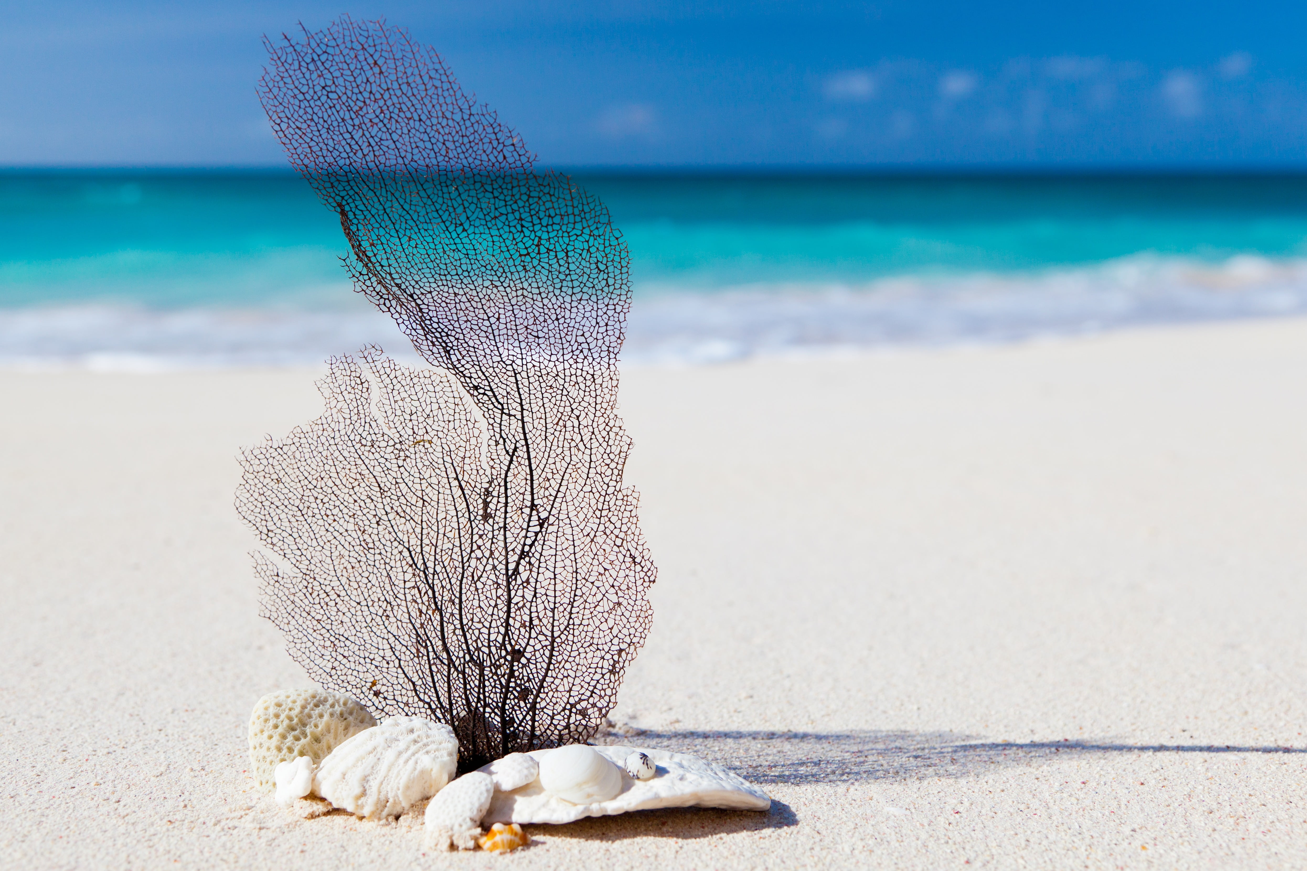 vacations, animal, seashell, day, beauty in nature, trip, sand, concept, white, exotic, vacation, horizon over water, black, beach, holiday, nature, 4K, HD Wallpaper