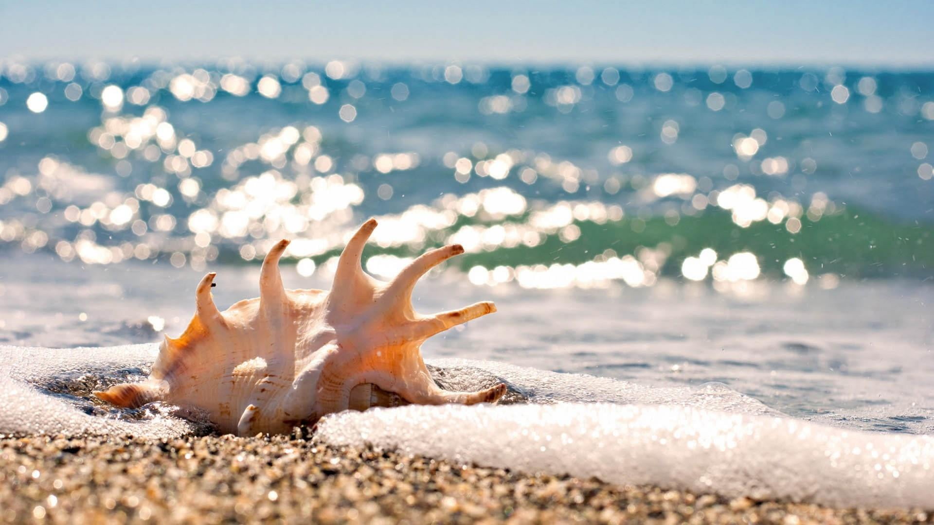 shore, focus on foreground, animal, land, sand, no people, shell, blue, sea, beauty in nature, marine, sunlight, nature, beach, summer, sky, vacation, 1080P, HD Wallpaper