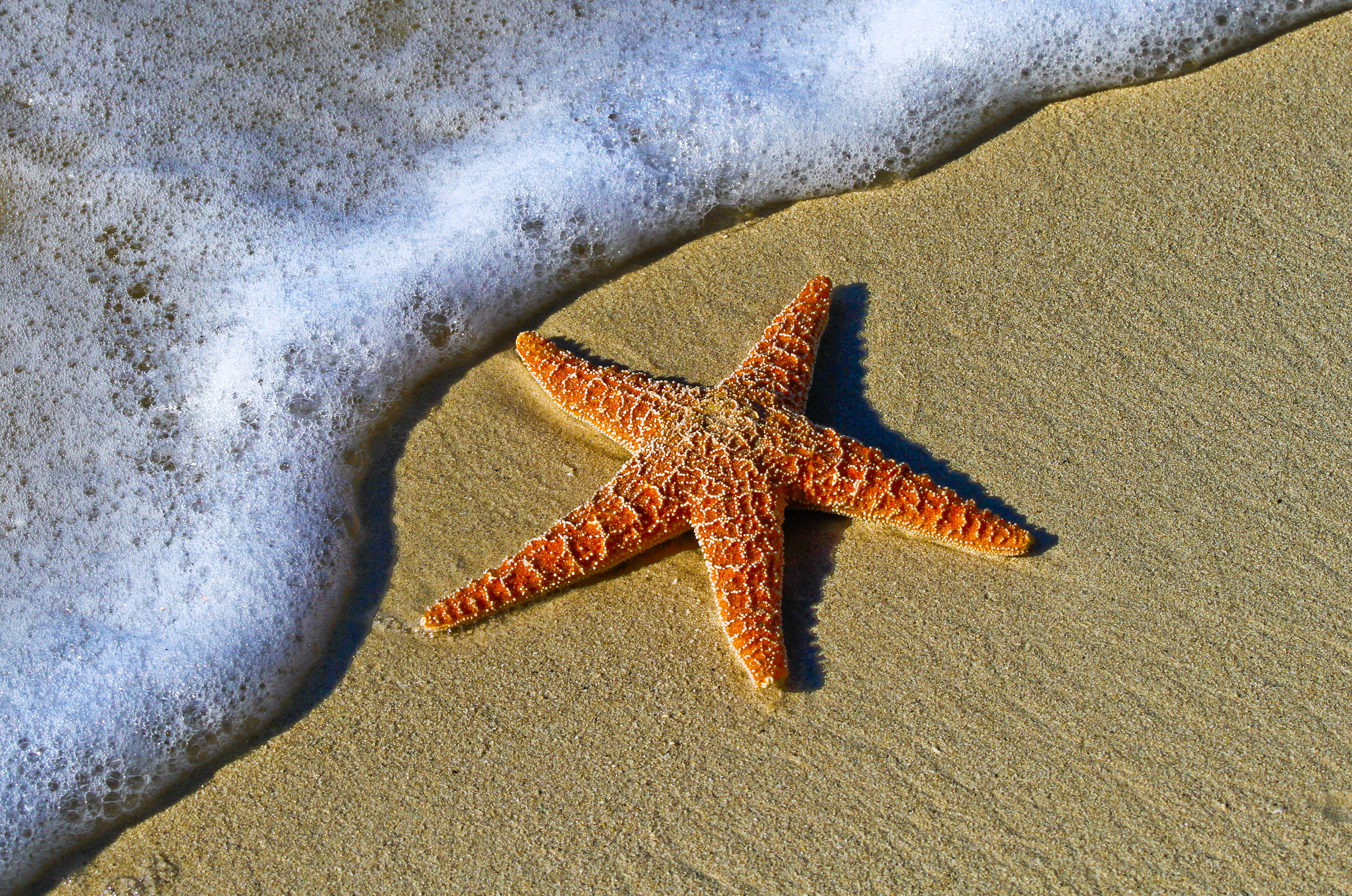 marine, animal wildlife, brown, body, sand, seashore, copy Space, photo, one animal, sea, shape, beach, high angle view, coastline, outdoors, 4K, nature, HD Wallpaper