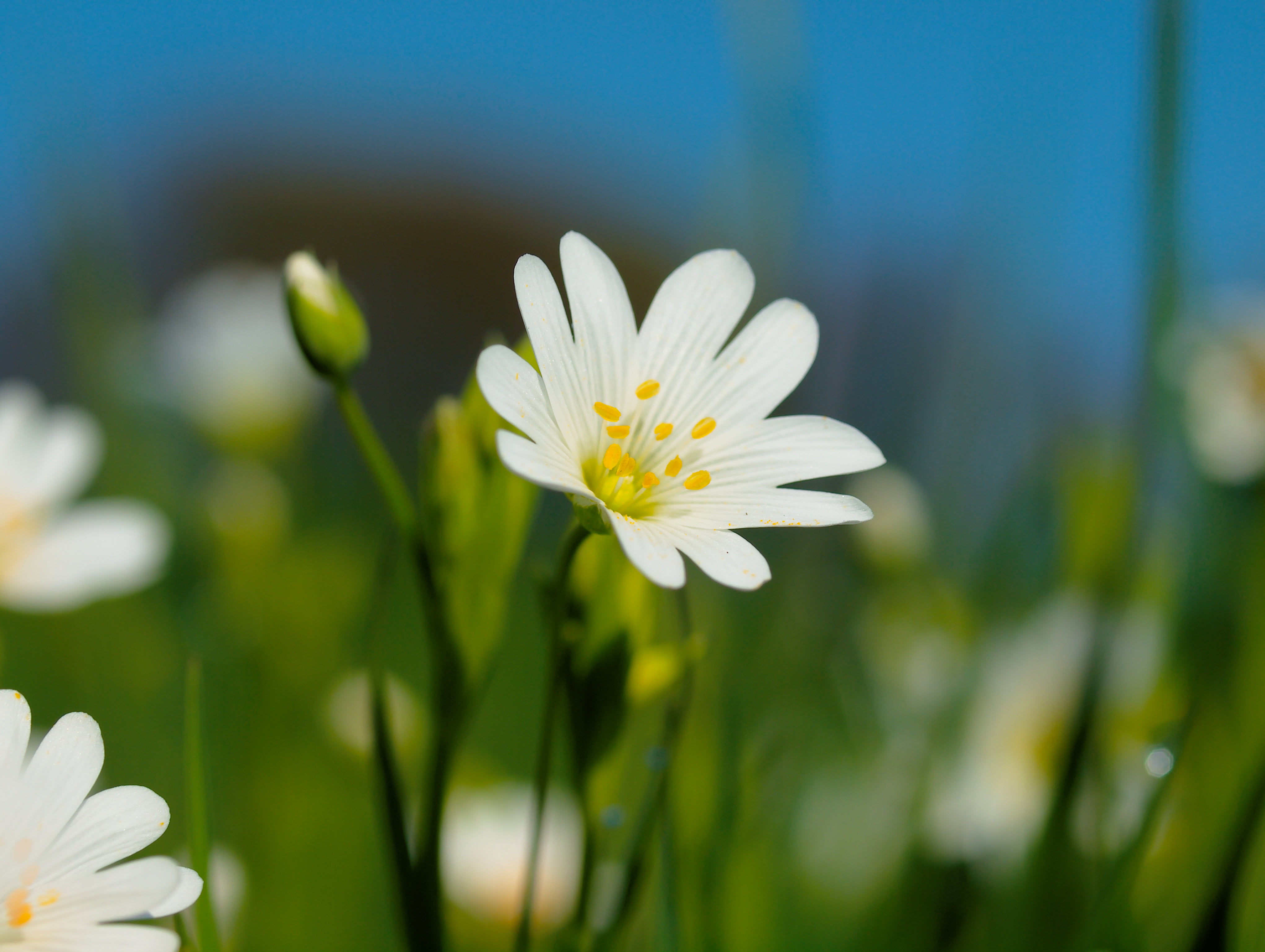 season, Spring, natur, E-30, meadow, daisy, Deutschland, Eschweiler, europa, flower  flower, NRW, yellow, SYSTEM, plant, petal, summer, flower, makro, Frühling, HD Wallpaper
