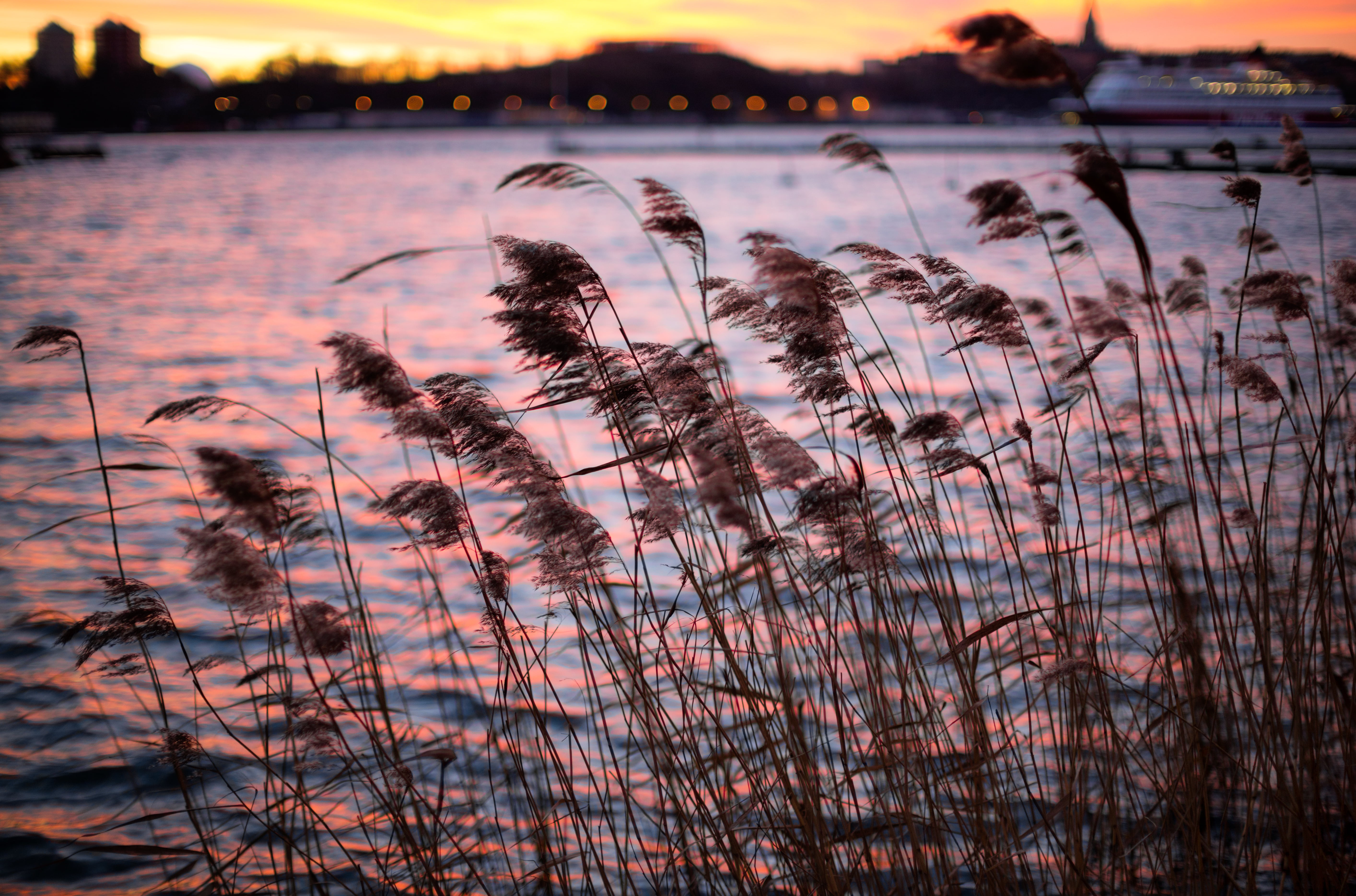 Stockholms län, selective focus, body, Canon EF, photography, green grass, water, Reed  Sea, Vinter, Hav, outdoors, body of water, 5K, Sverige, sunset, HD Wallpaper