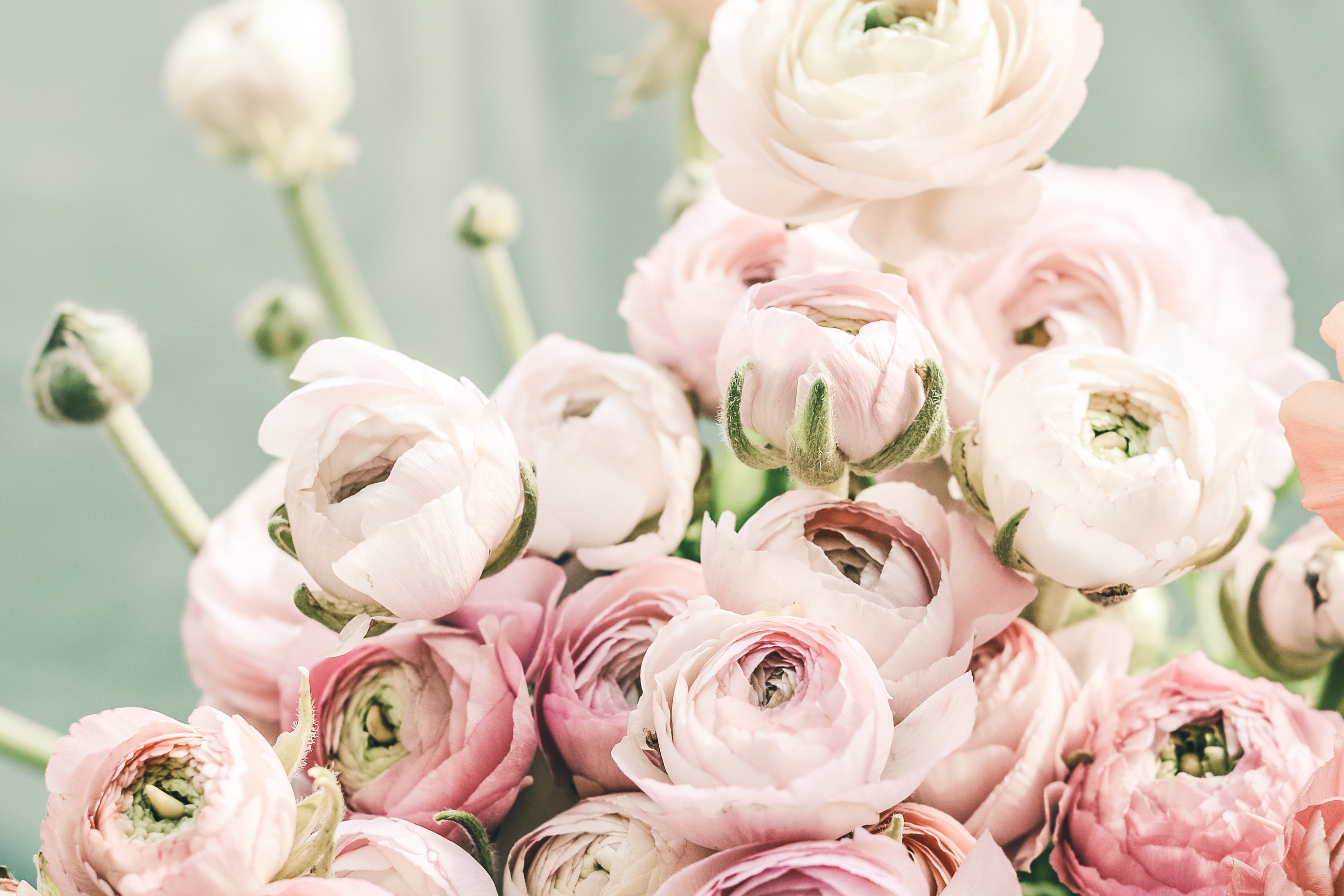 color, colour, minimal, rose - flower, flowering plant, inflorescence, pastel colored, background, floral, 5K, pink, arrangement, springtime, bud, pink color, HD Wallpaper