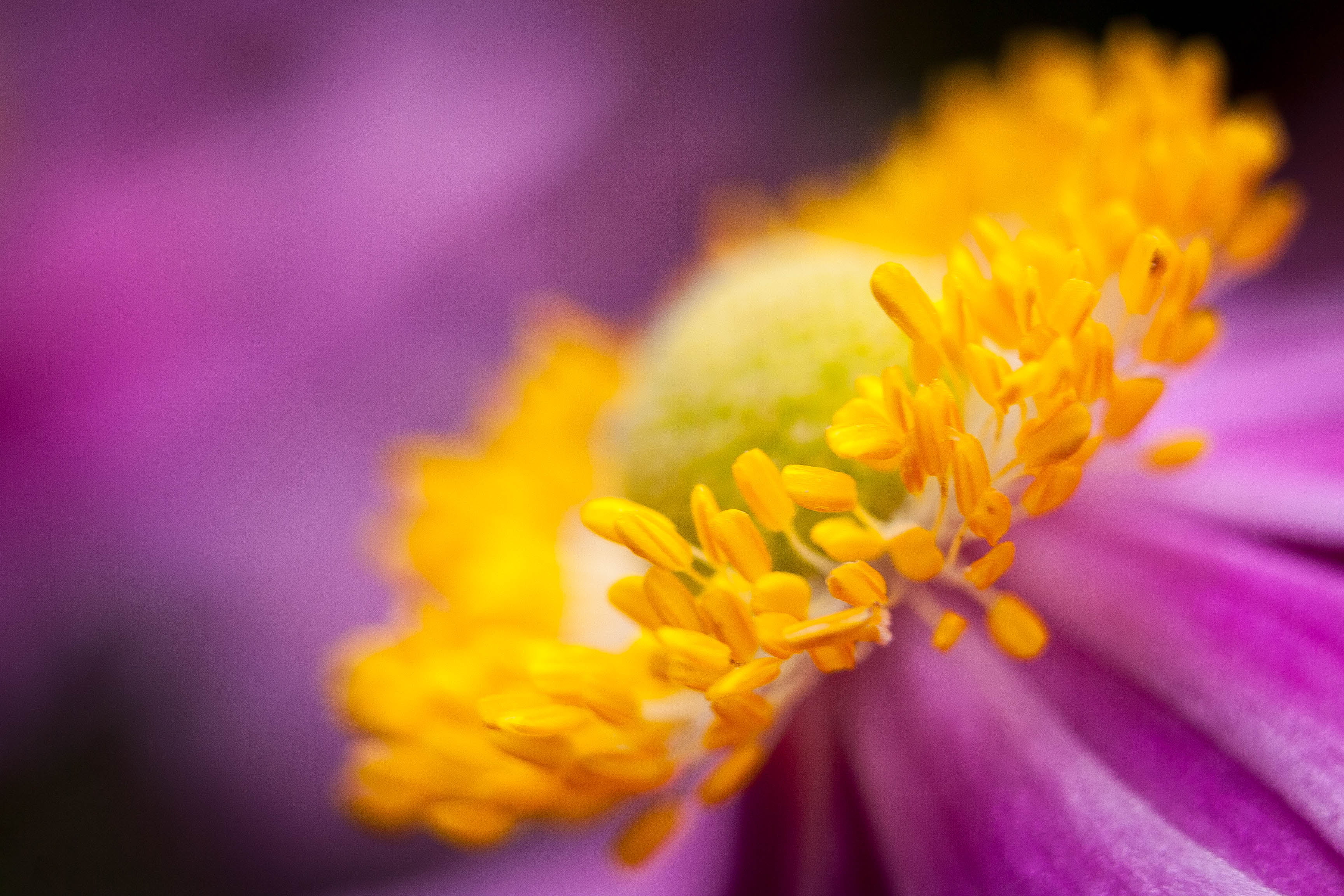summer, focus, Japanese Anemone, springtime, closeup, 2K, selective, petaled, flower, yellow, nature, beauty In Nature, anemone, close-up, stigma, japanese, HD Wallpaper
