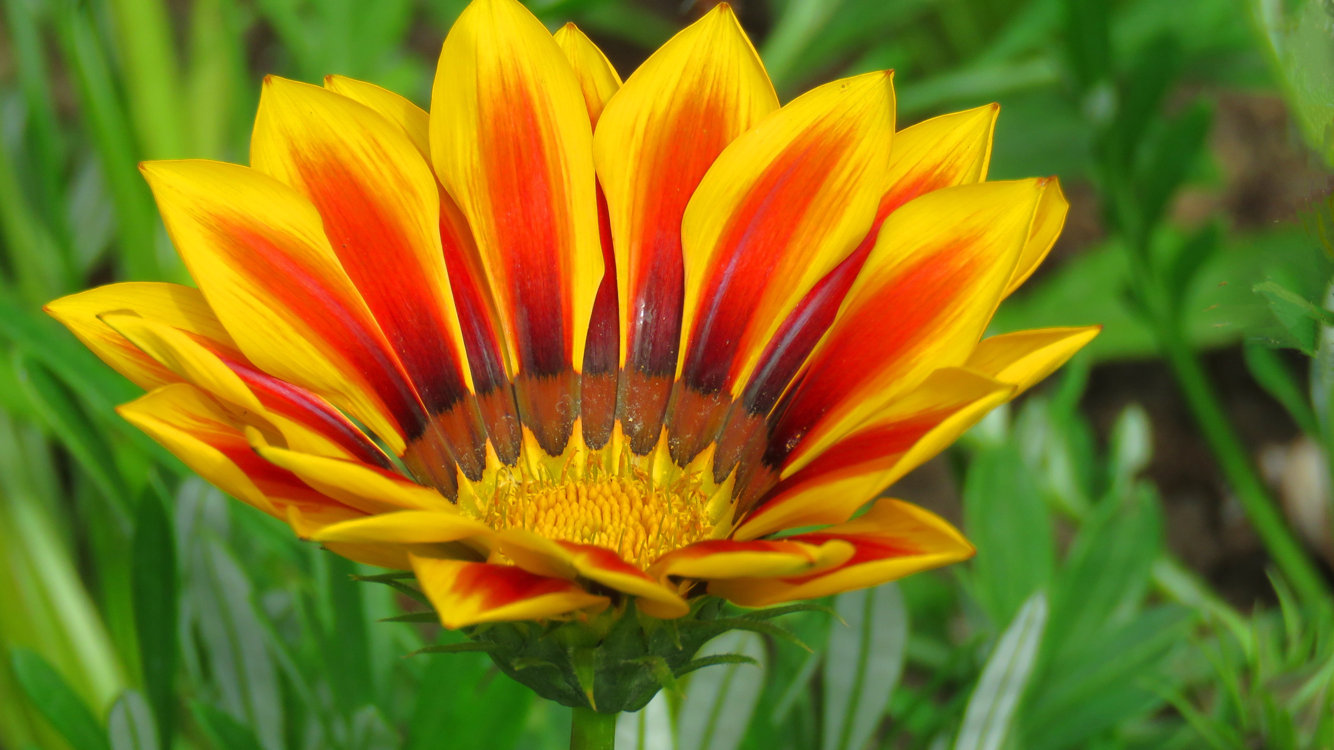 4K, flowering plant, pollen, fragility, green color, bloom, flowers, yellow, vulnerability, inflorescence, june 2015, botany, flower images flower photo, HD Wallpaper