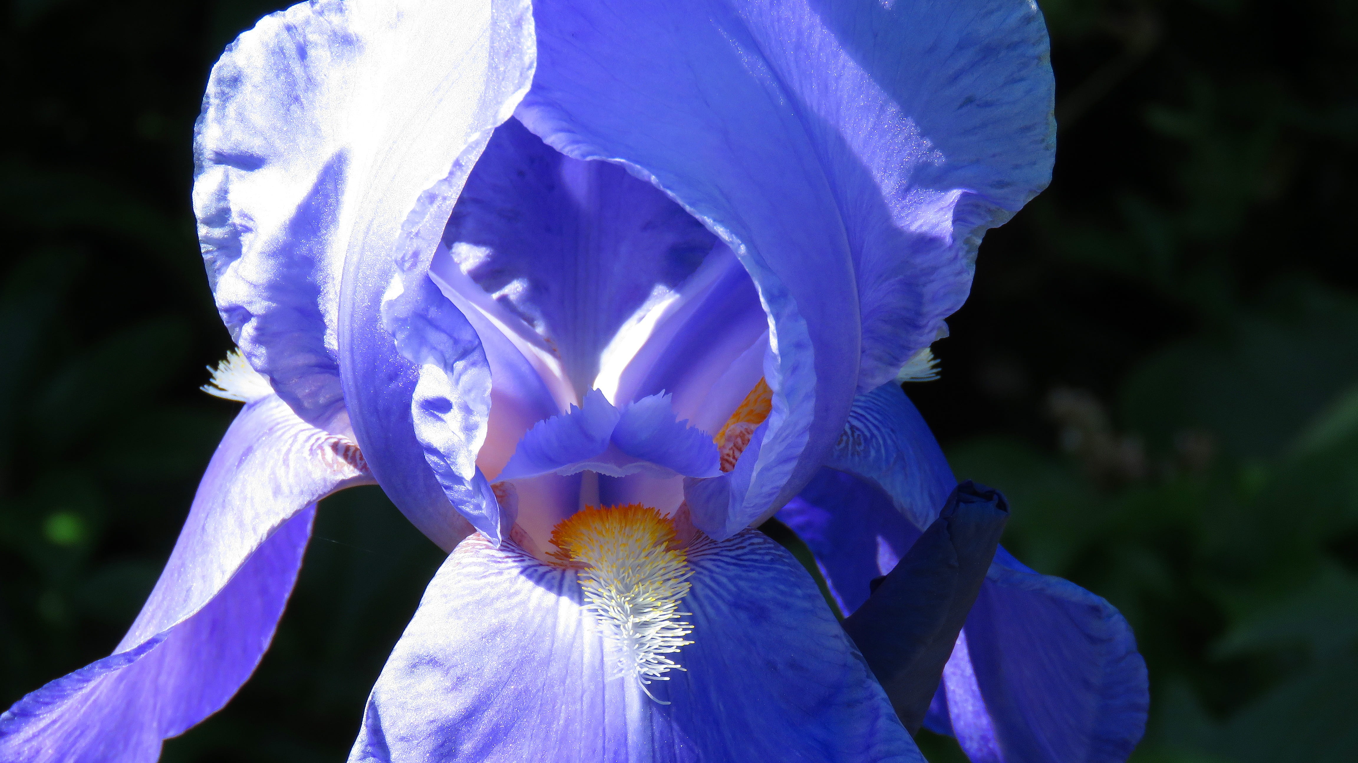 summer 2015, colorful, flower photography, flora, iris, softness, nature images, iris photos, flower photos, pollen, flower images, plant pics, vulnerability, HD Wallpaper