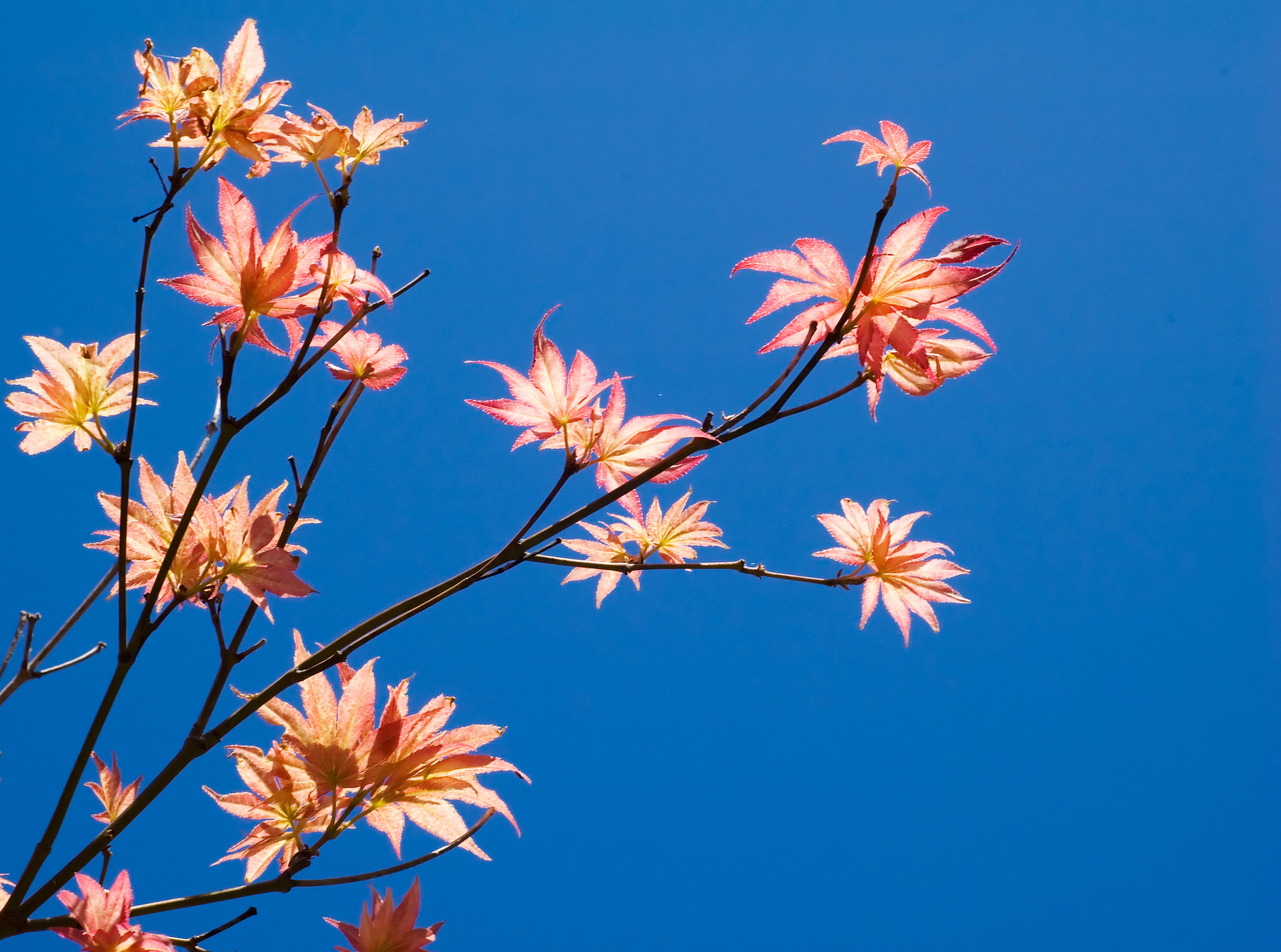 low, japanese  friendship  garden, sky, angle, nature, tree, plant, 2K, Japanese Friendship Garden, catchy, Leaves, colorful, colors, spring, branch, flower, HD Wallpaper