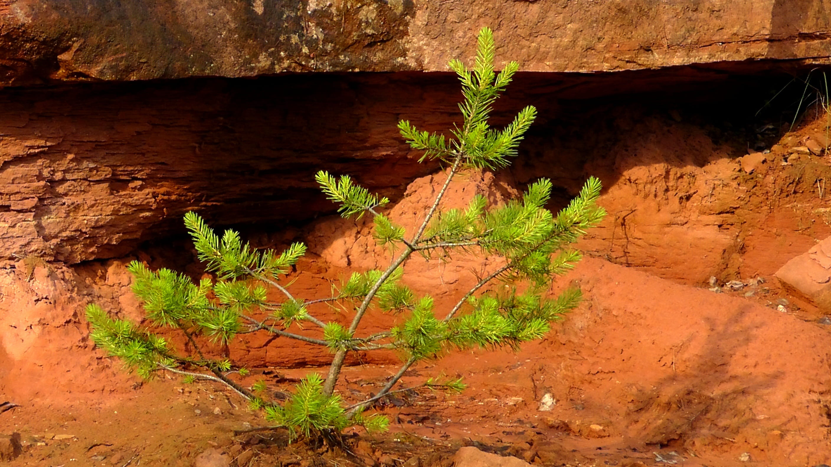 brown, no people, rock - object, geology, green, fir, growth, land, tree, young, physical geography, sand stone, eroded, Rock, wood - material, day, grow, HD Wallpaper