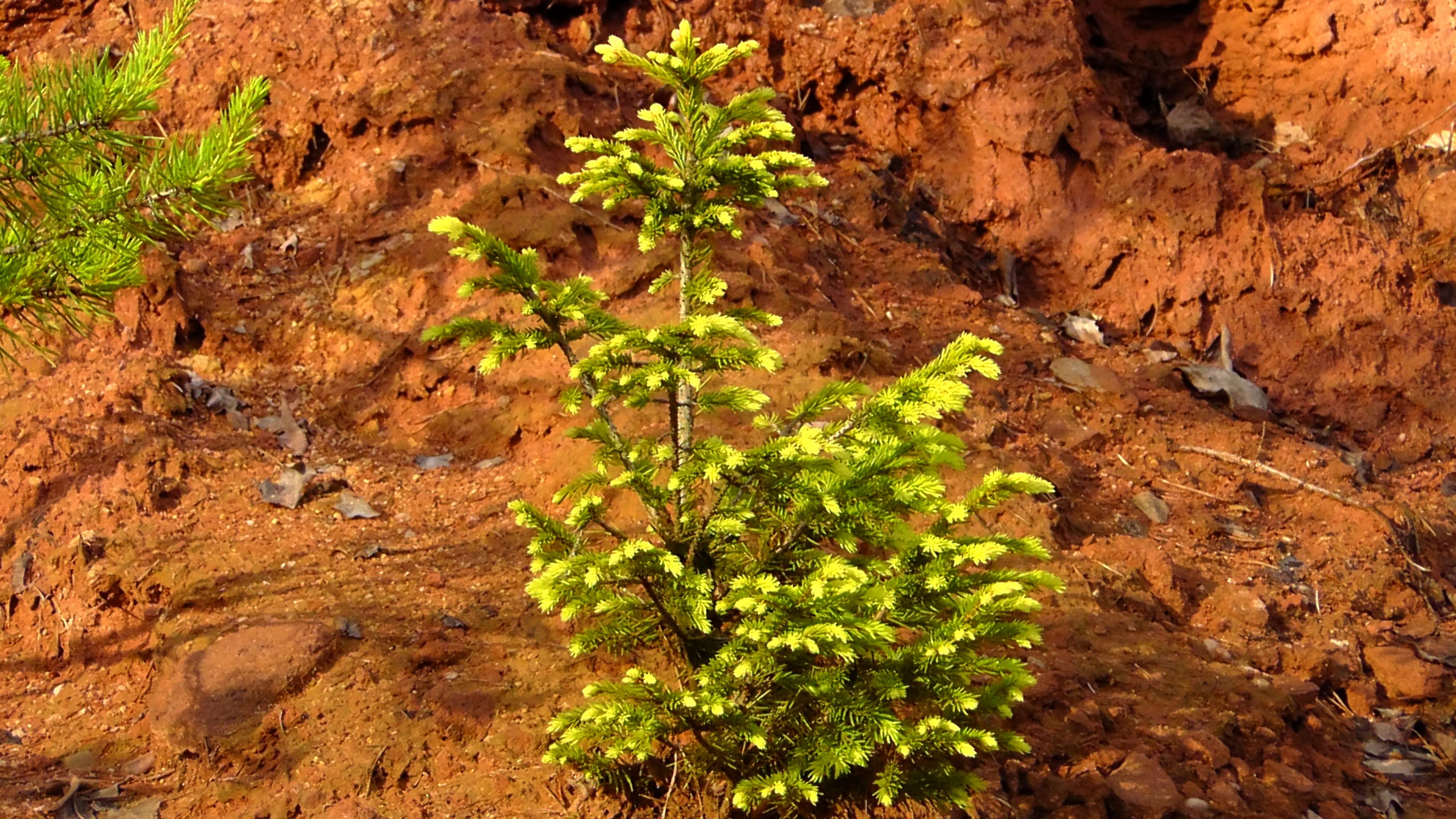 plant, conifer, rock, sand stone, growth, leaf, land, scree, brown, green, rock - object, outdoors, palatinate, branches, red sandstone, no people, colorful, HD Wallpaper