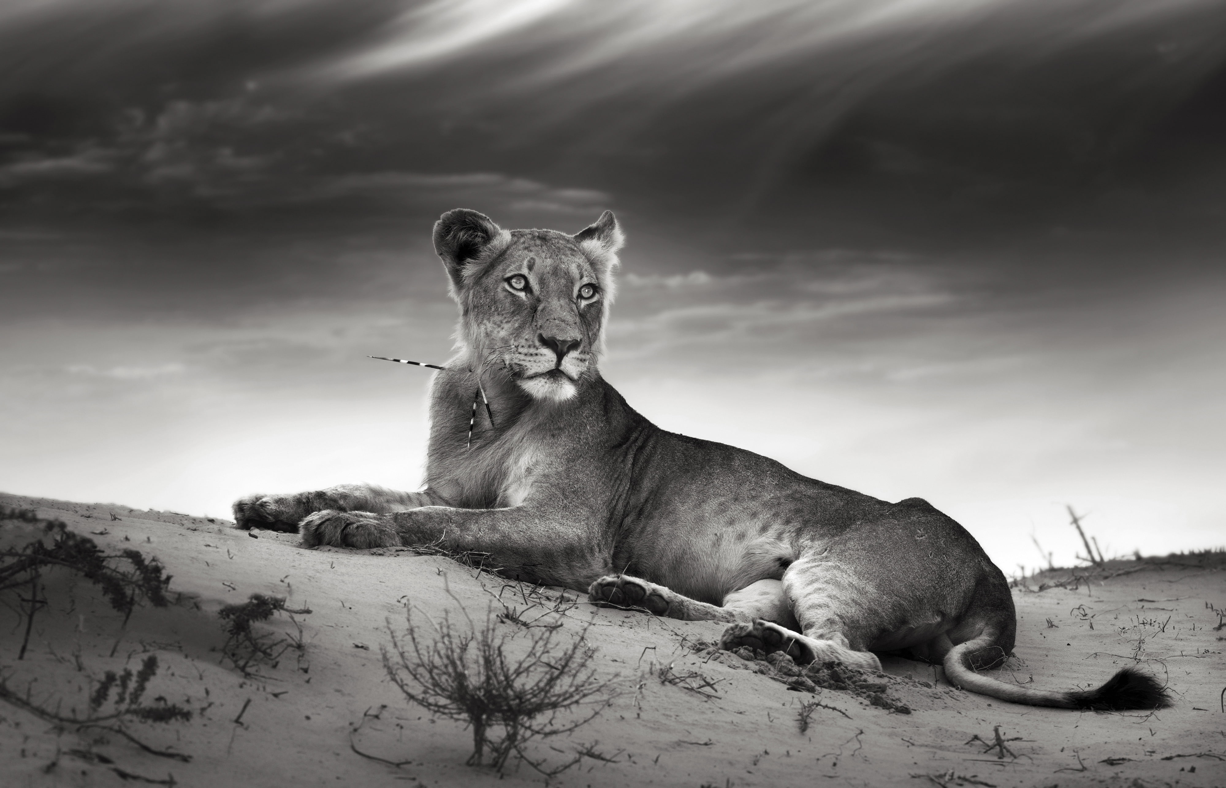 sand, clouds, 4K, cat, lioness, needle, HD Wallpaper