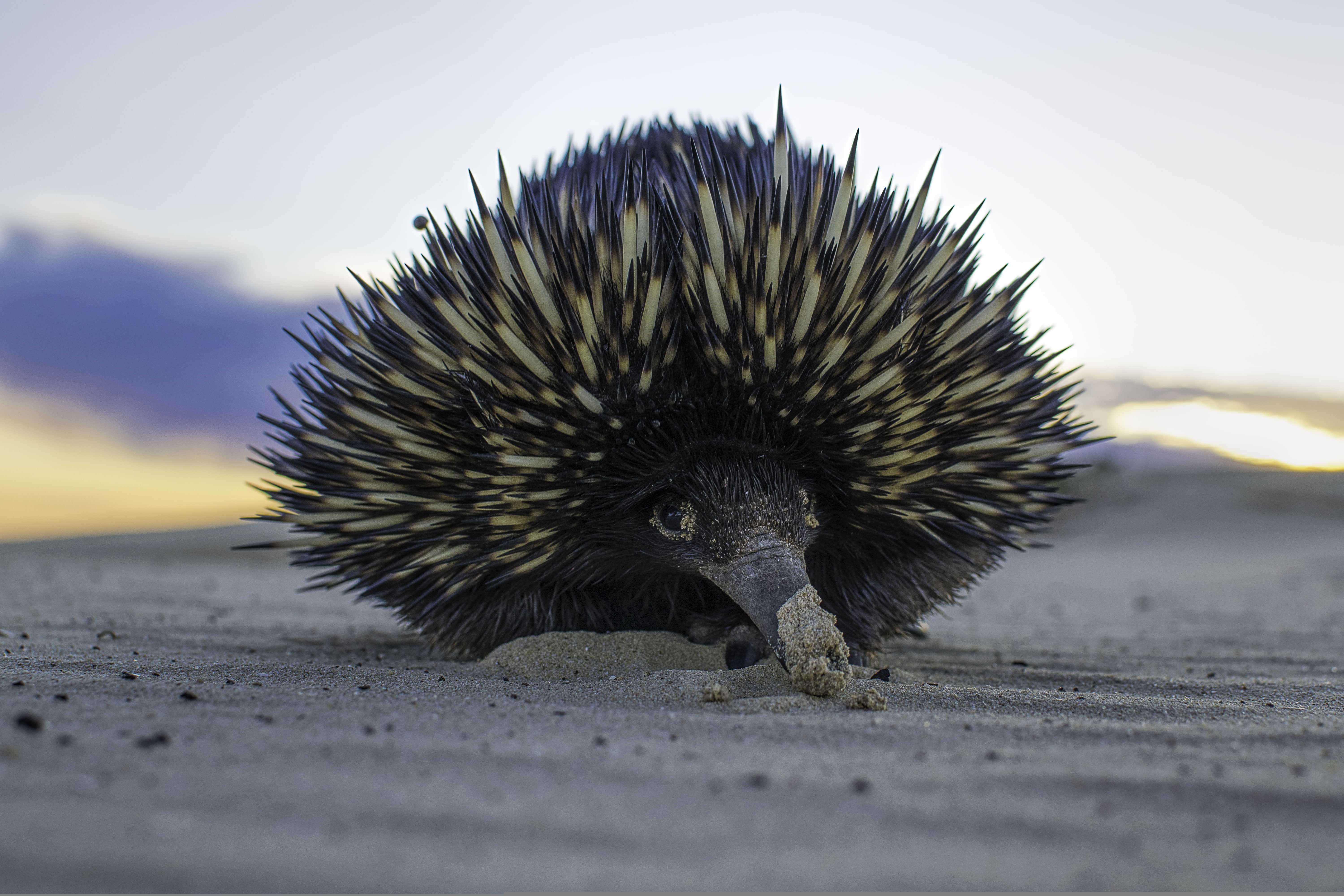 sand, needles, 5K, echidna, animal, HD Wallpaper