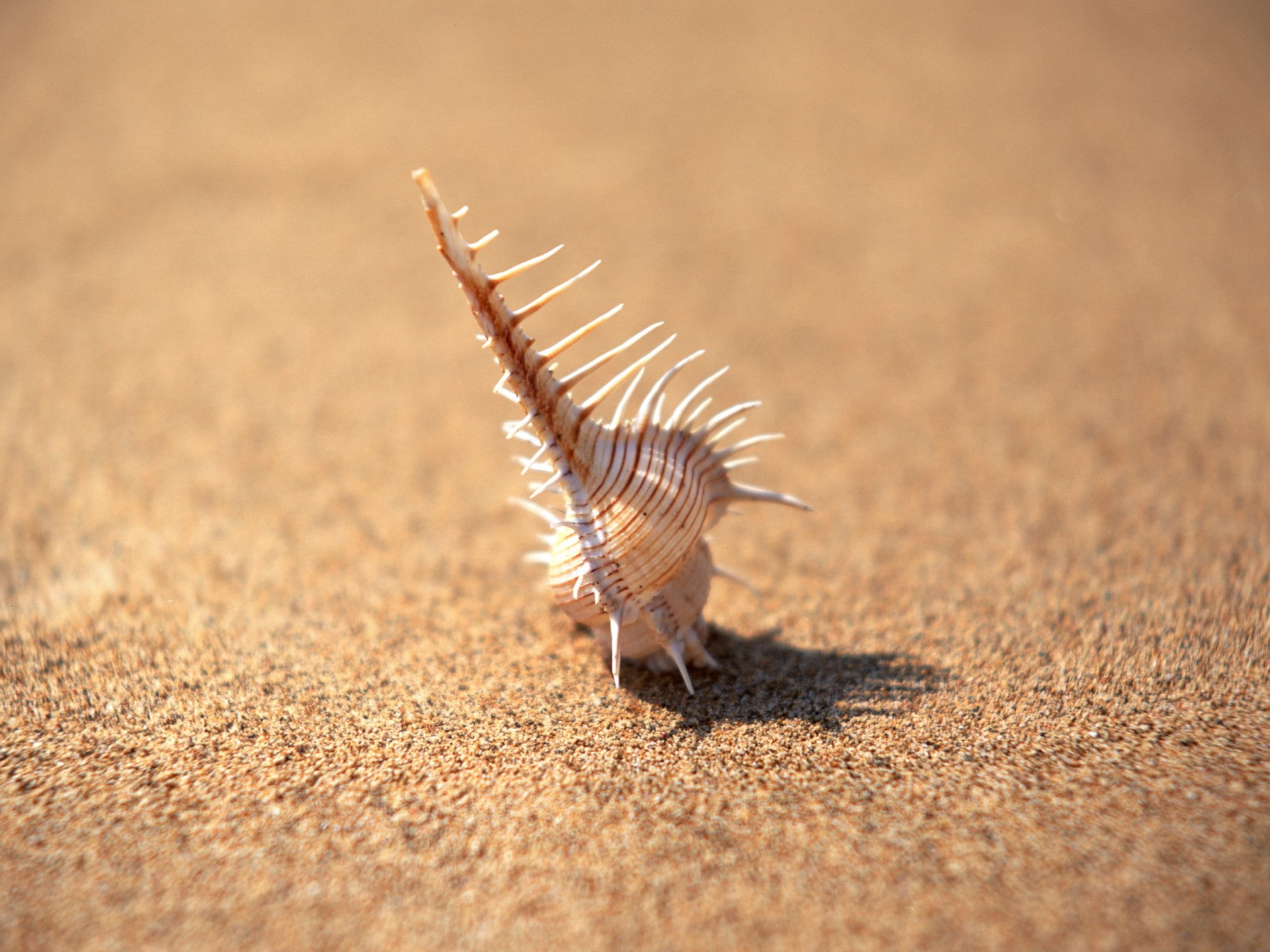 minimalism, Shell, focus, 1080P, needles, sand, HD Wallpaper