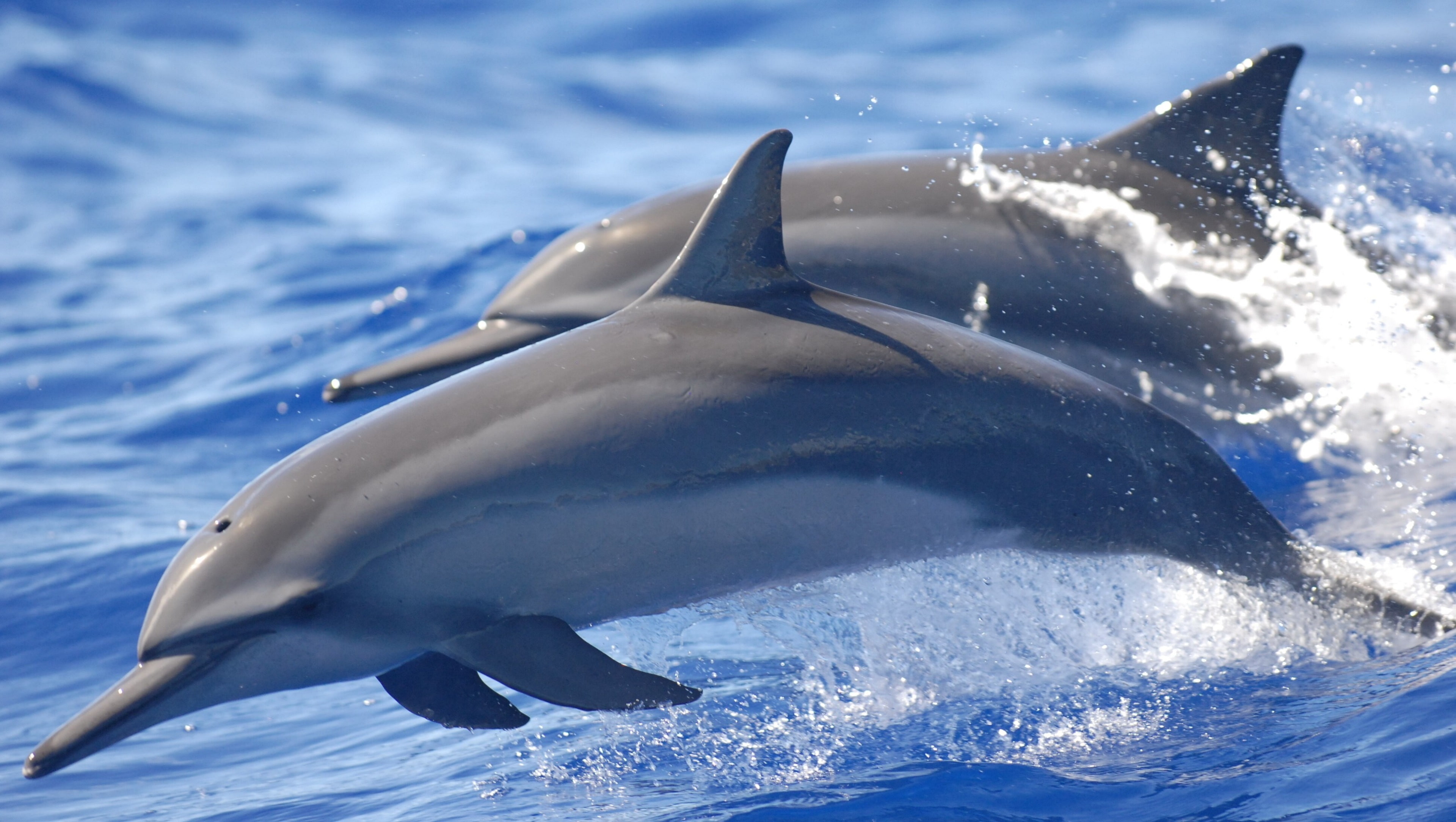 motion, animal, vertebrate, group of animals, animal wildlife, water, mammal, underwater, sea life, sea, spinner dolphin 4k desktop, animals in the wild, HD Wallpaper