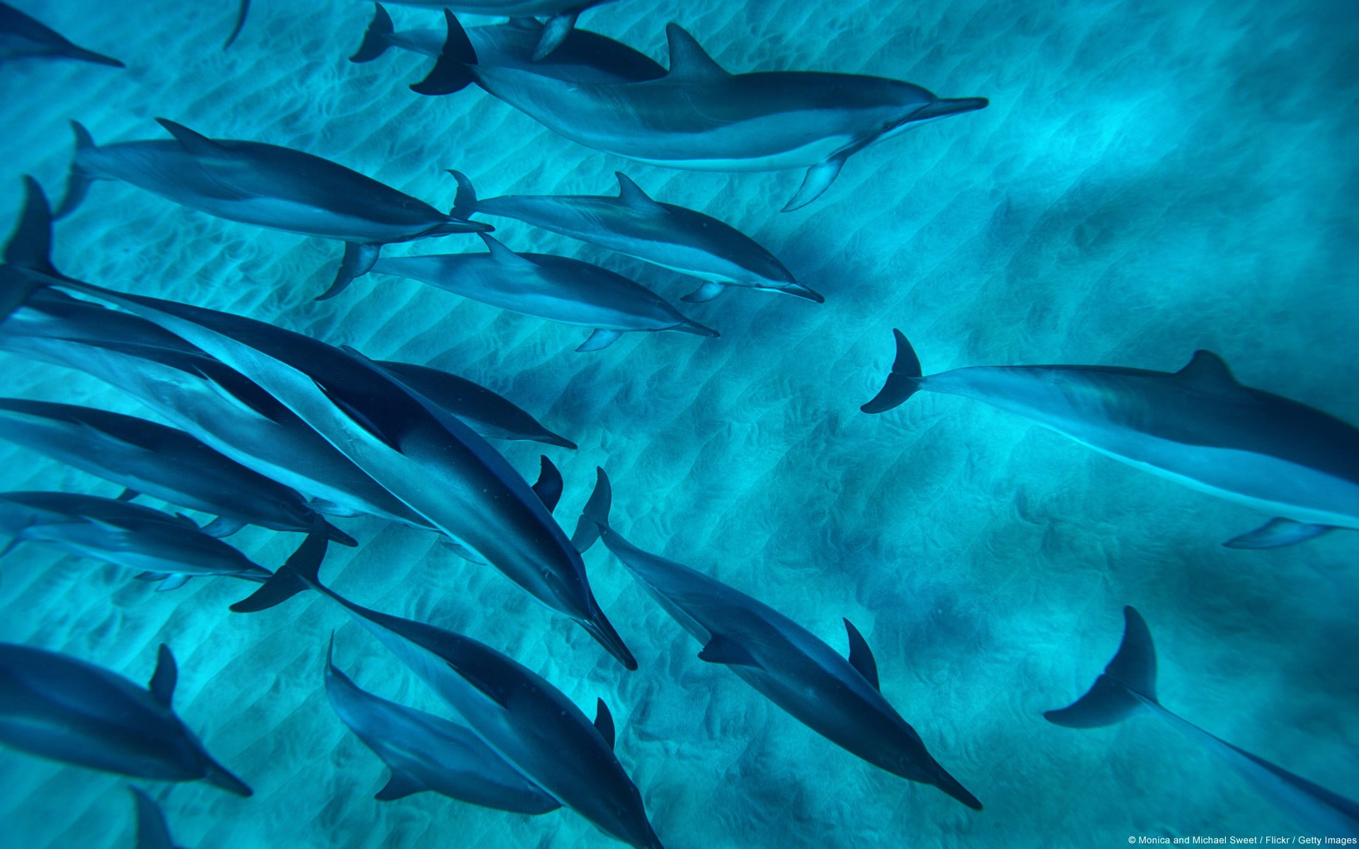 1080P, windows, no people, spinner, dolphins, animal, ecosystem, school of fish, animal themes, vertebrate, water, hd, fish, sea life, hawaiian, HD Wallpaper