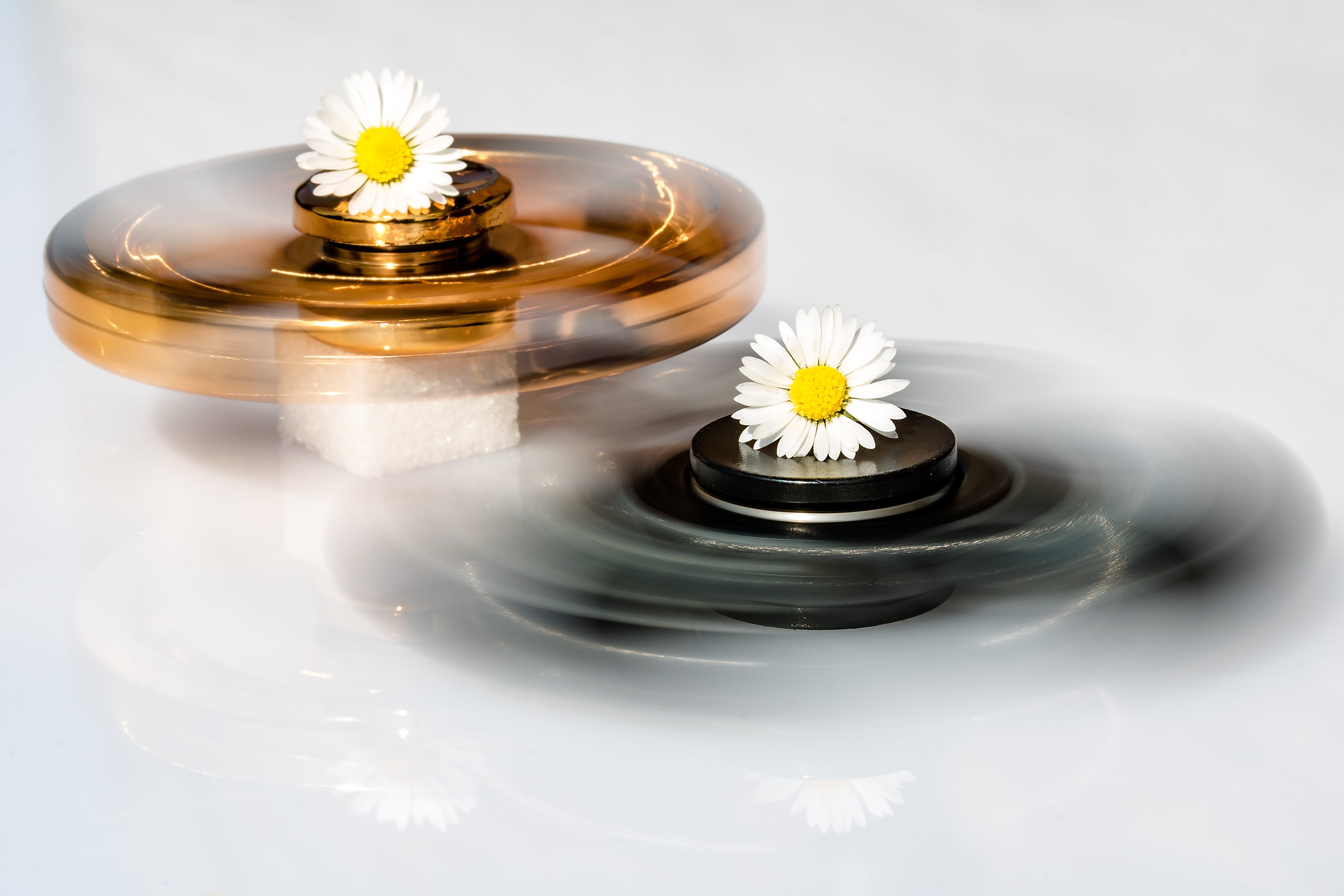 flower head, white color, purity, flowering plant, 5K, turn, mid-immobile, roll, crockery, aromatherapy, plant, Fidget, rotation, on sugar cubes lying, HD Wallpaper